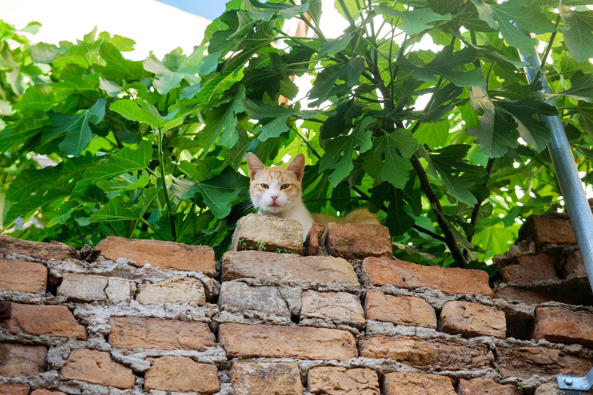 An additional cat
