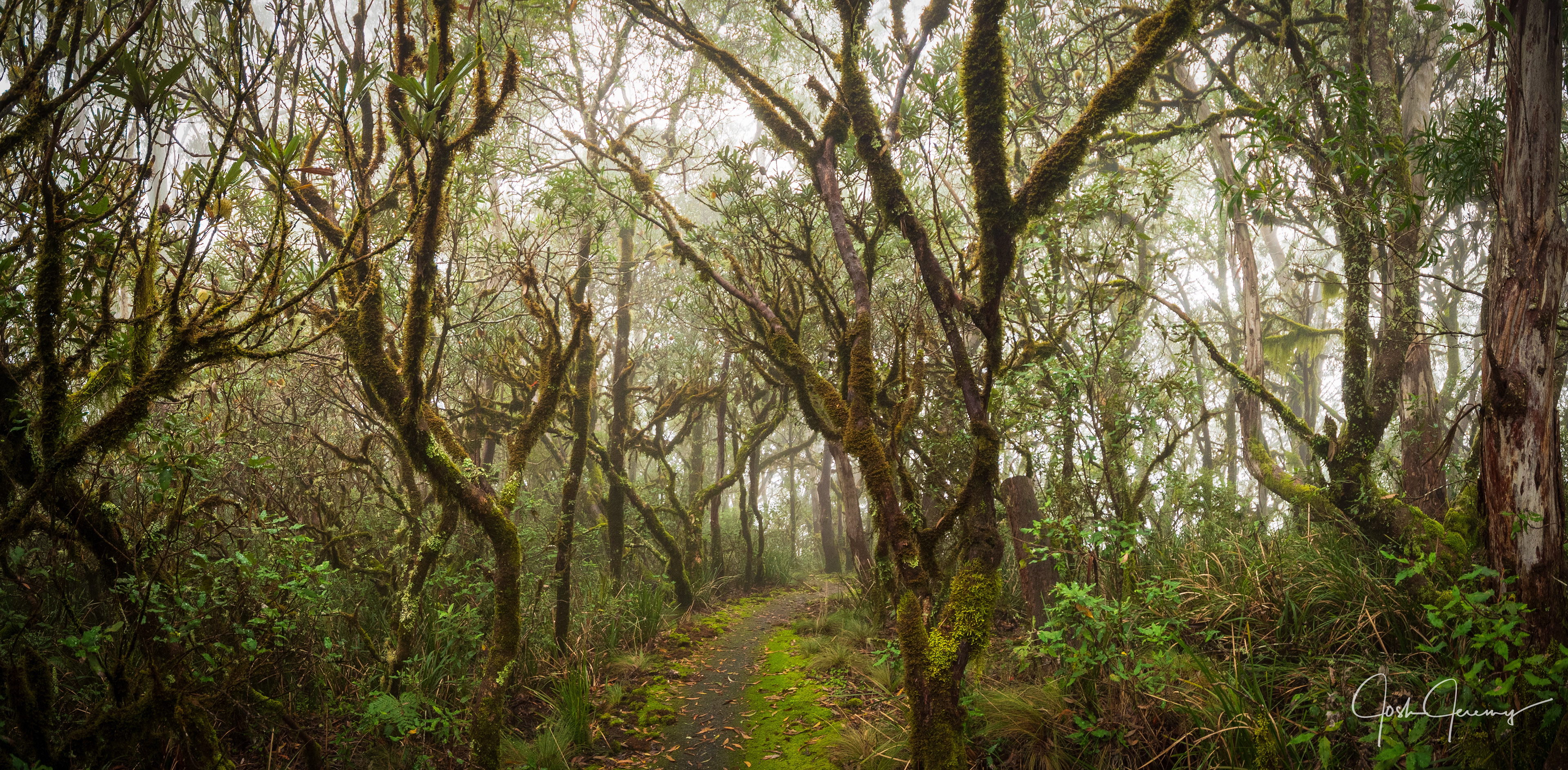 Mesmerising Gondwana Rainforest - New England National Park