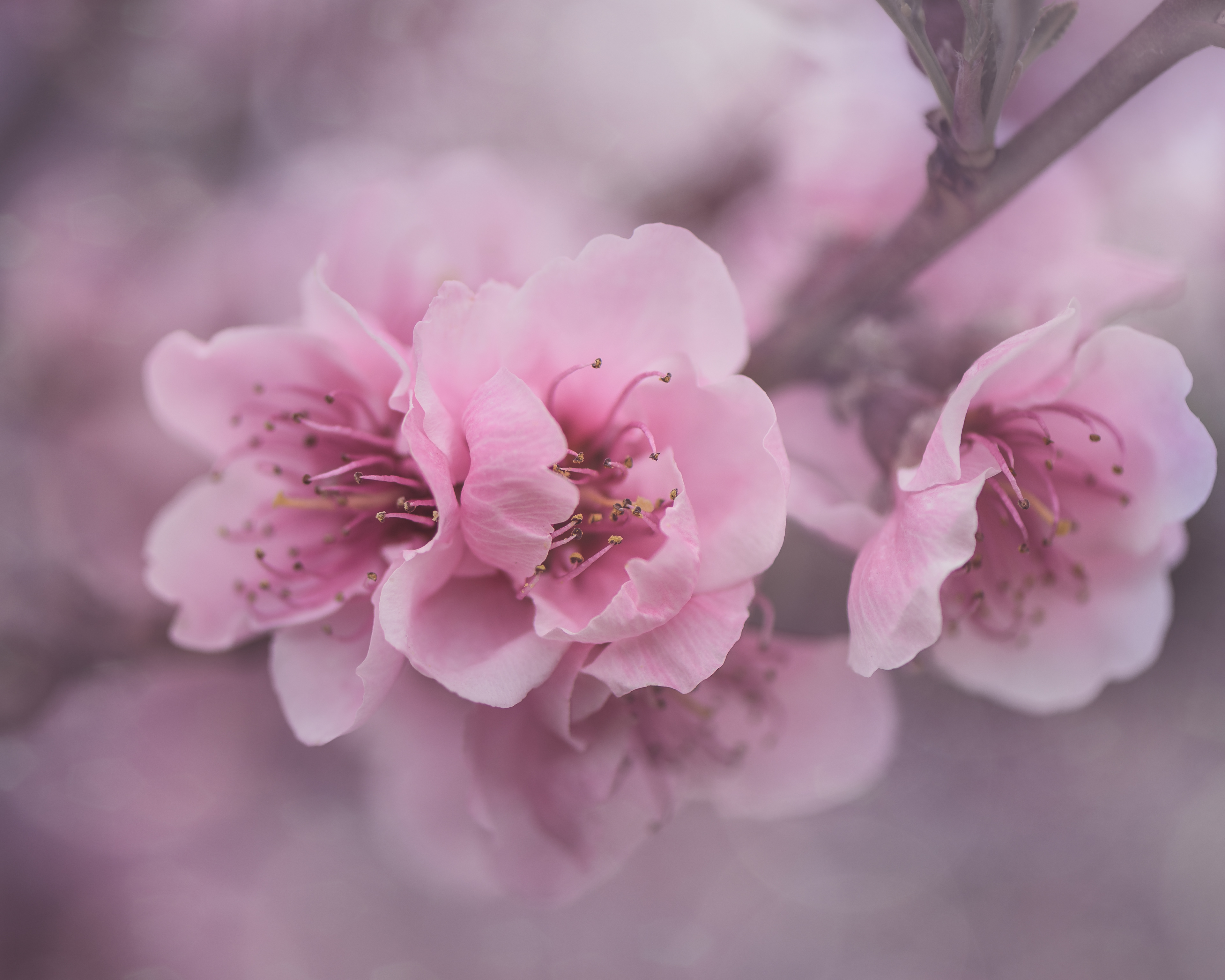 ~ blossoms in my backyard ~