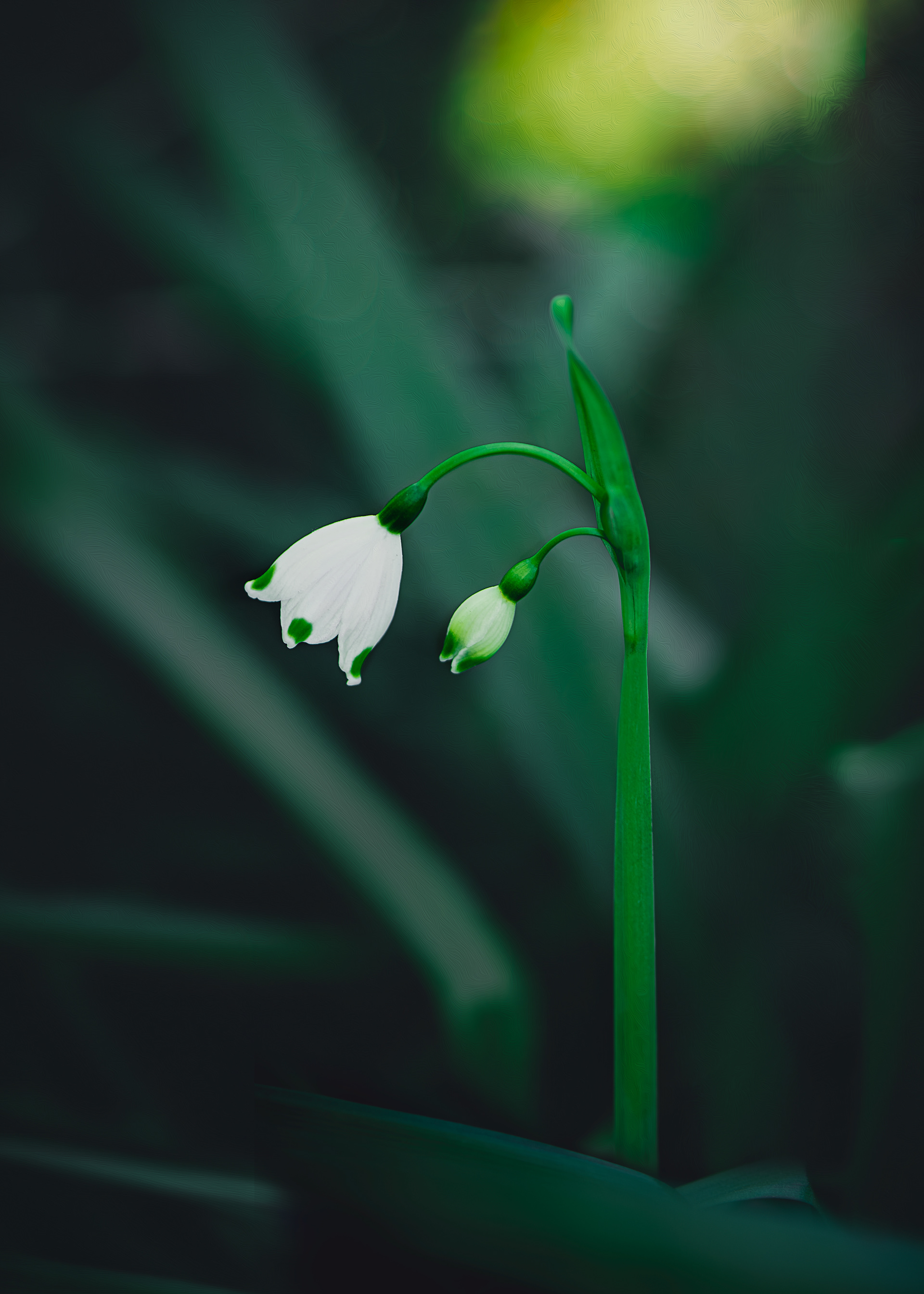 ~ snowbells in my garden ~