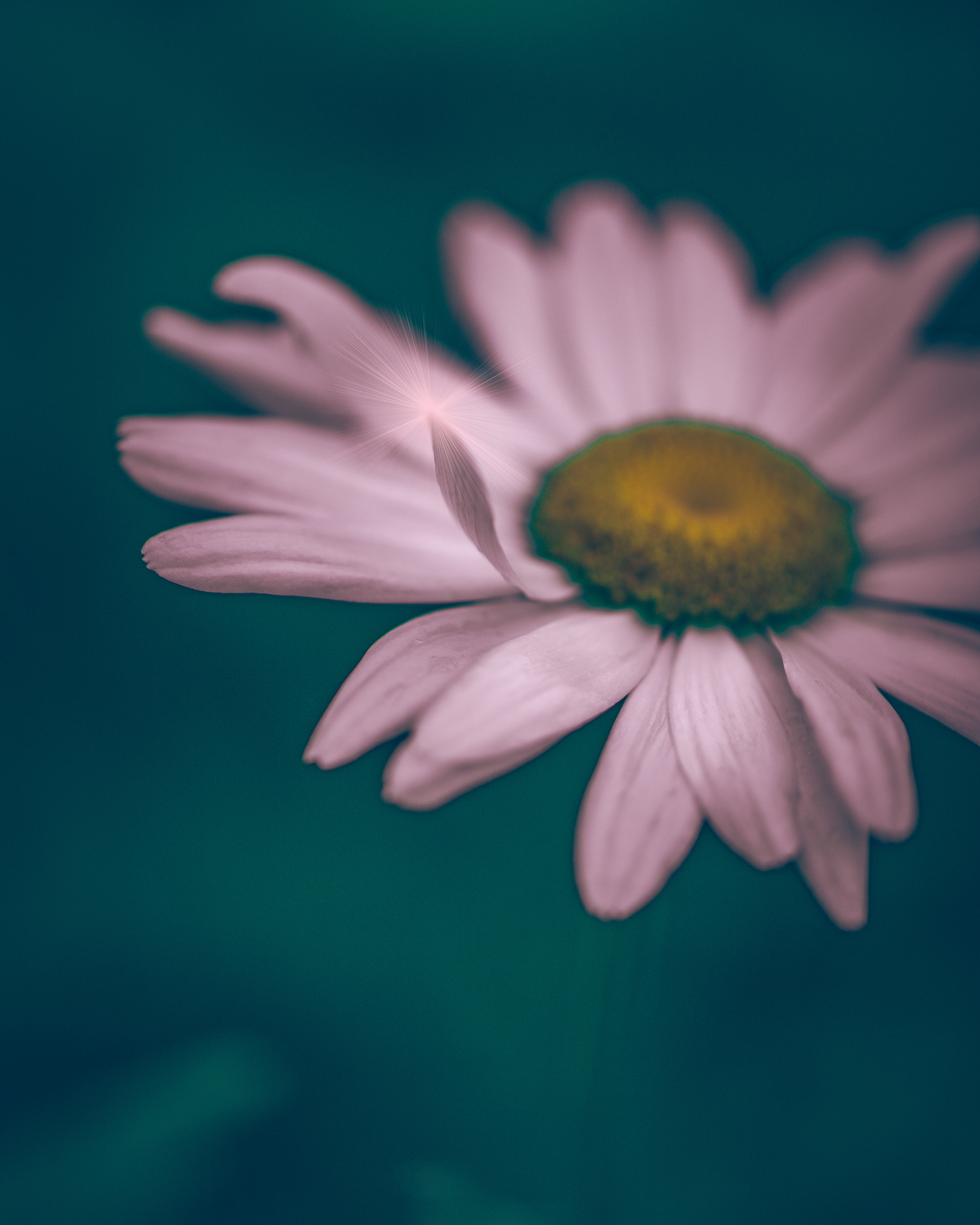 ~ when all is still, tender sould recall the way to sparkle ~