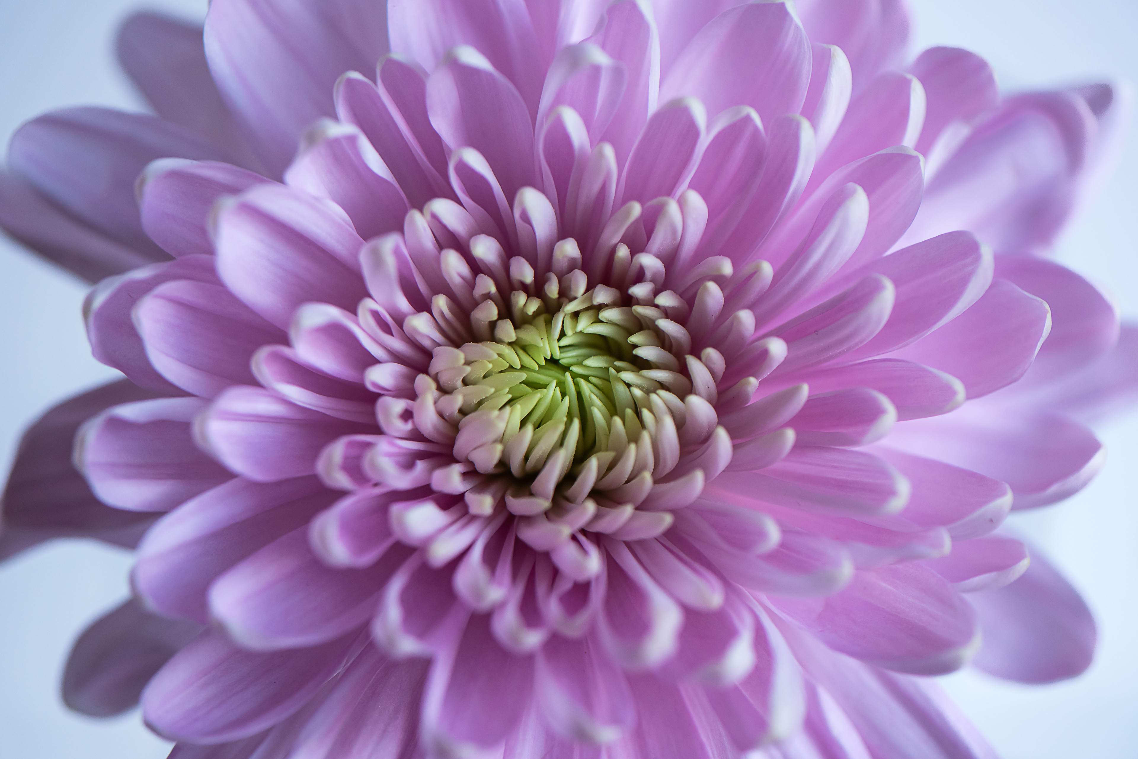 Chrysanthemum Centre