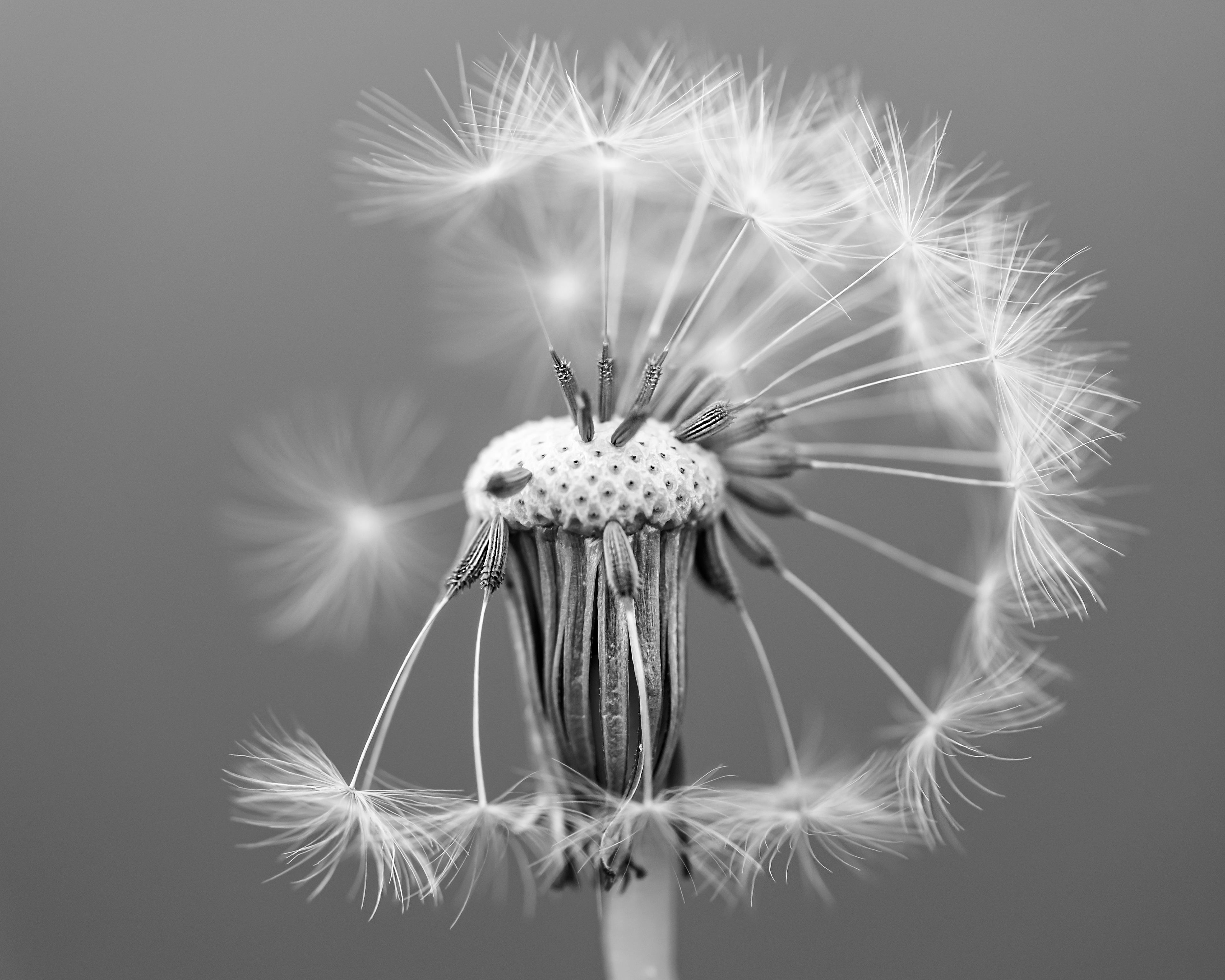 Dandelion