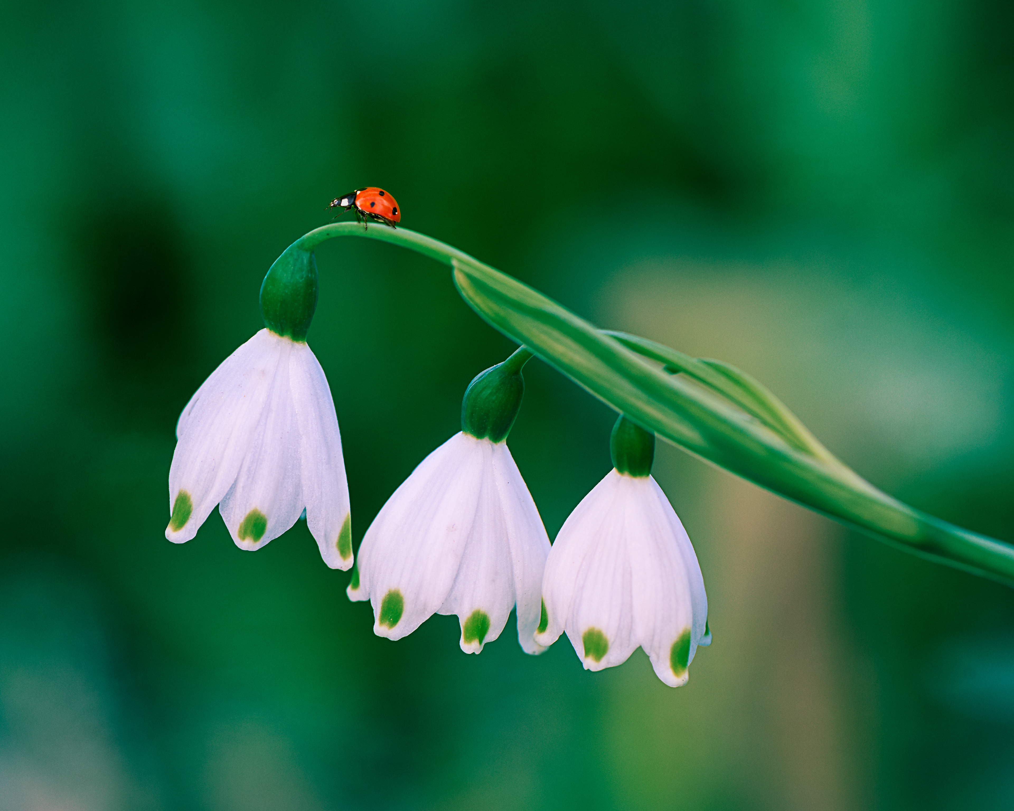 ~ painted by fairies ~