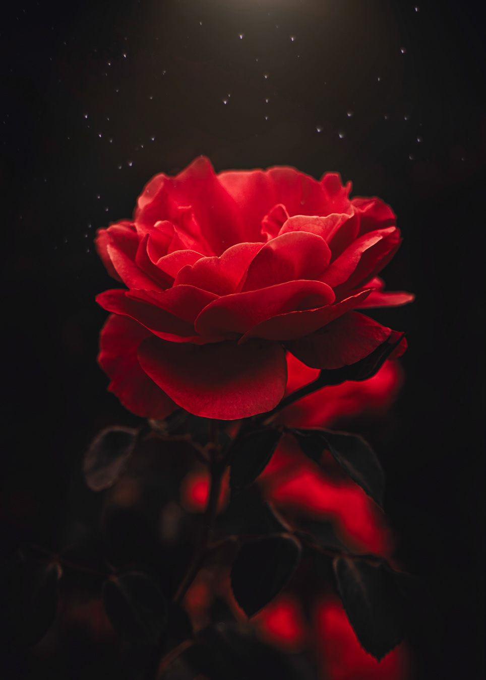 ~ love, it is a flower ~