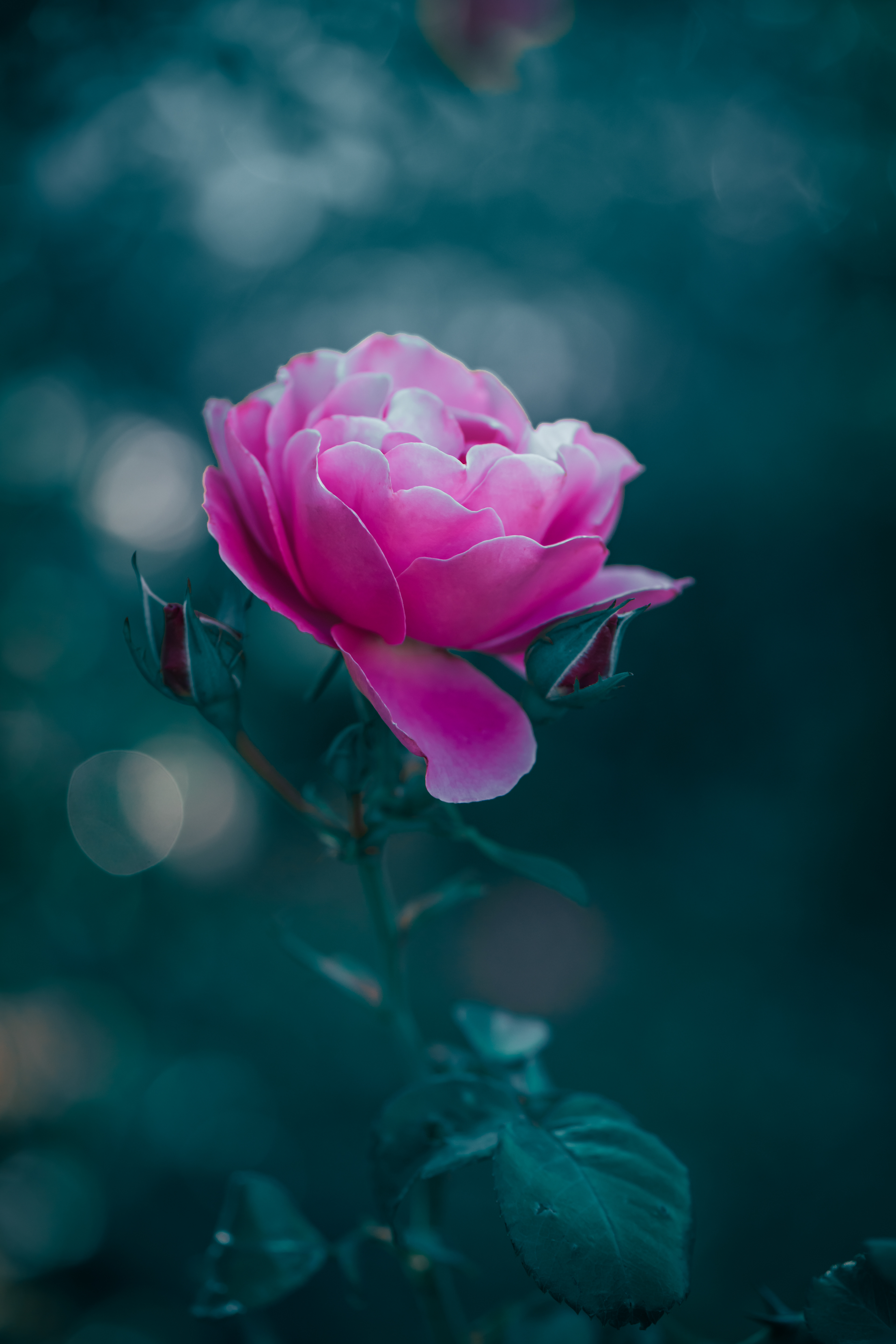 ~ pink princess ~