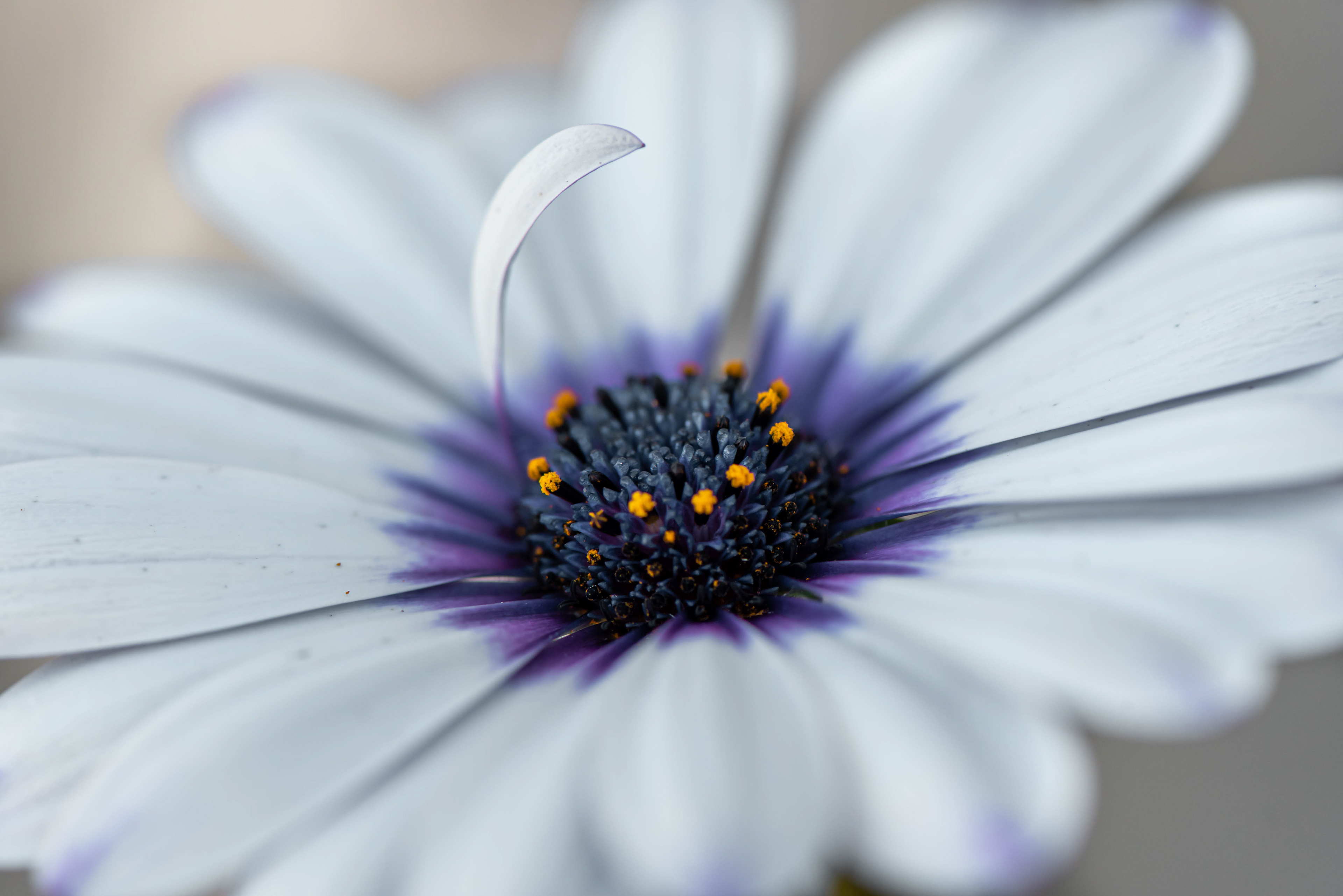 Wayward Petal