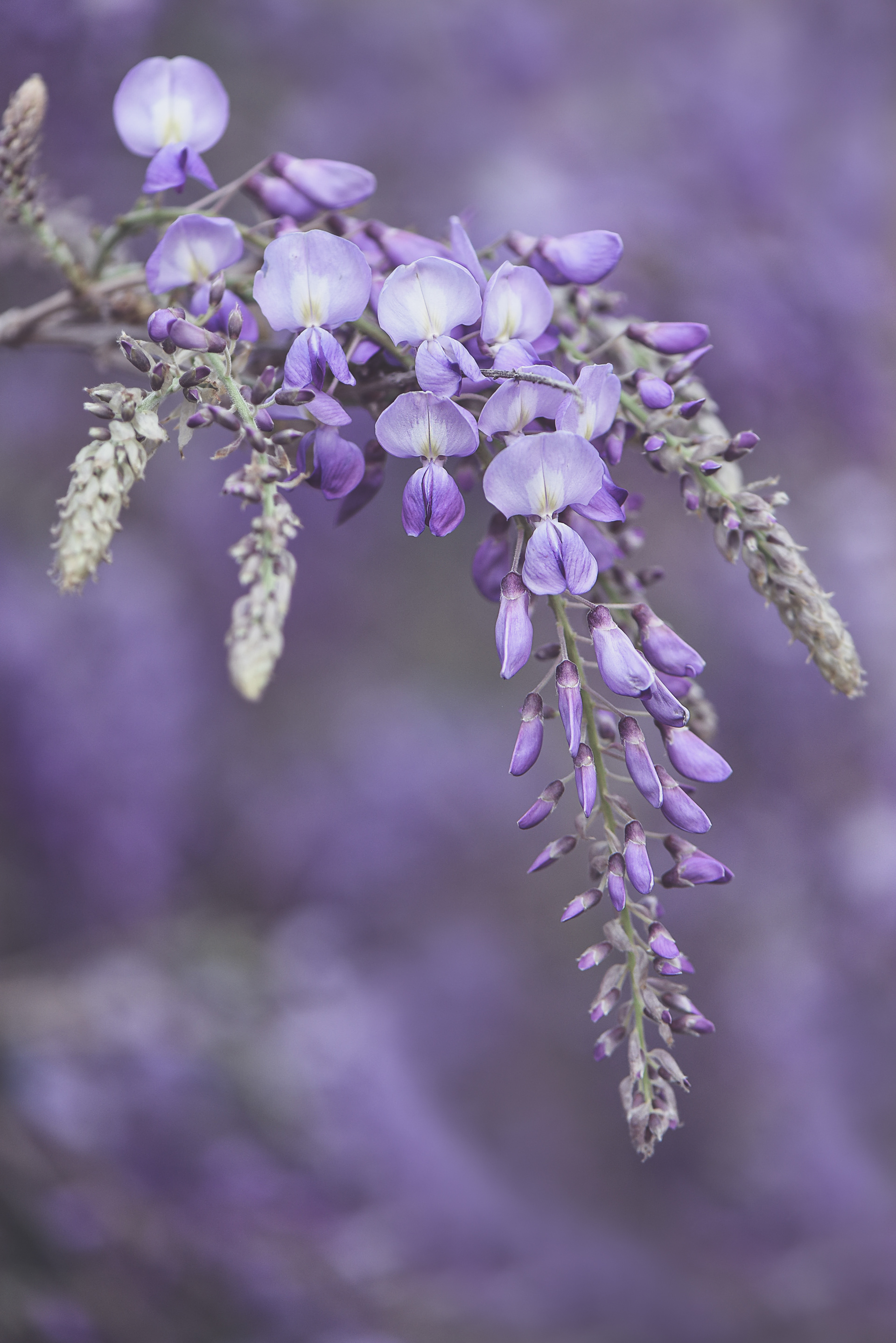 Delicate Wisteria