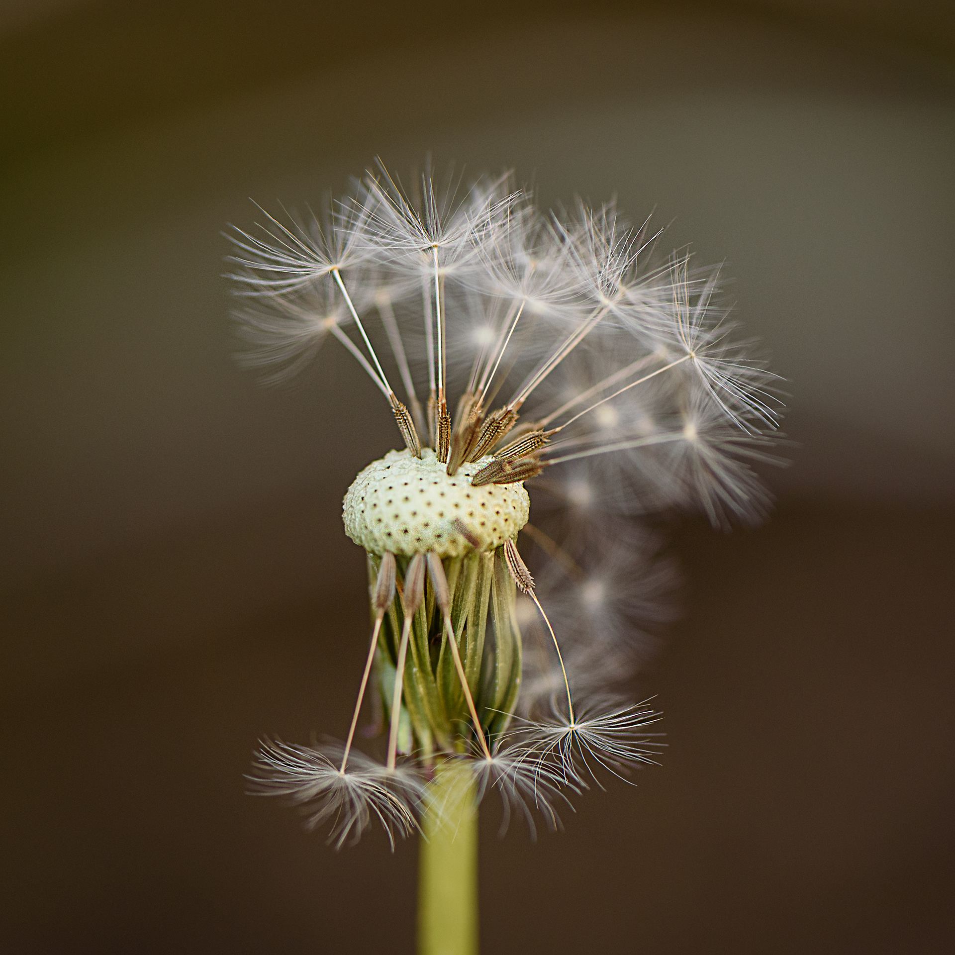 Dandelion