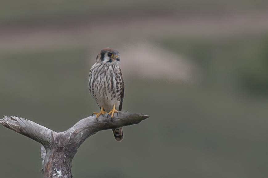American Kestrel
