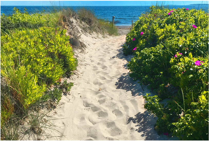 Rosette Gault photo of sandy beach path with wild roses
