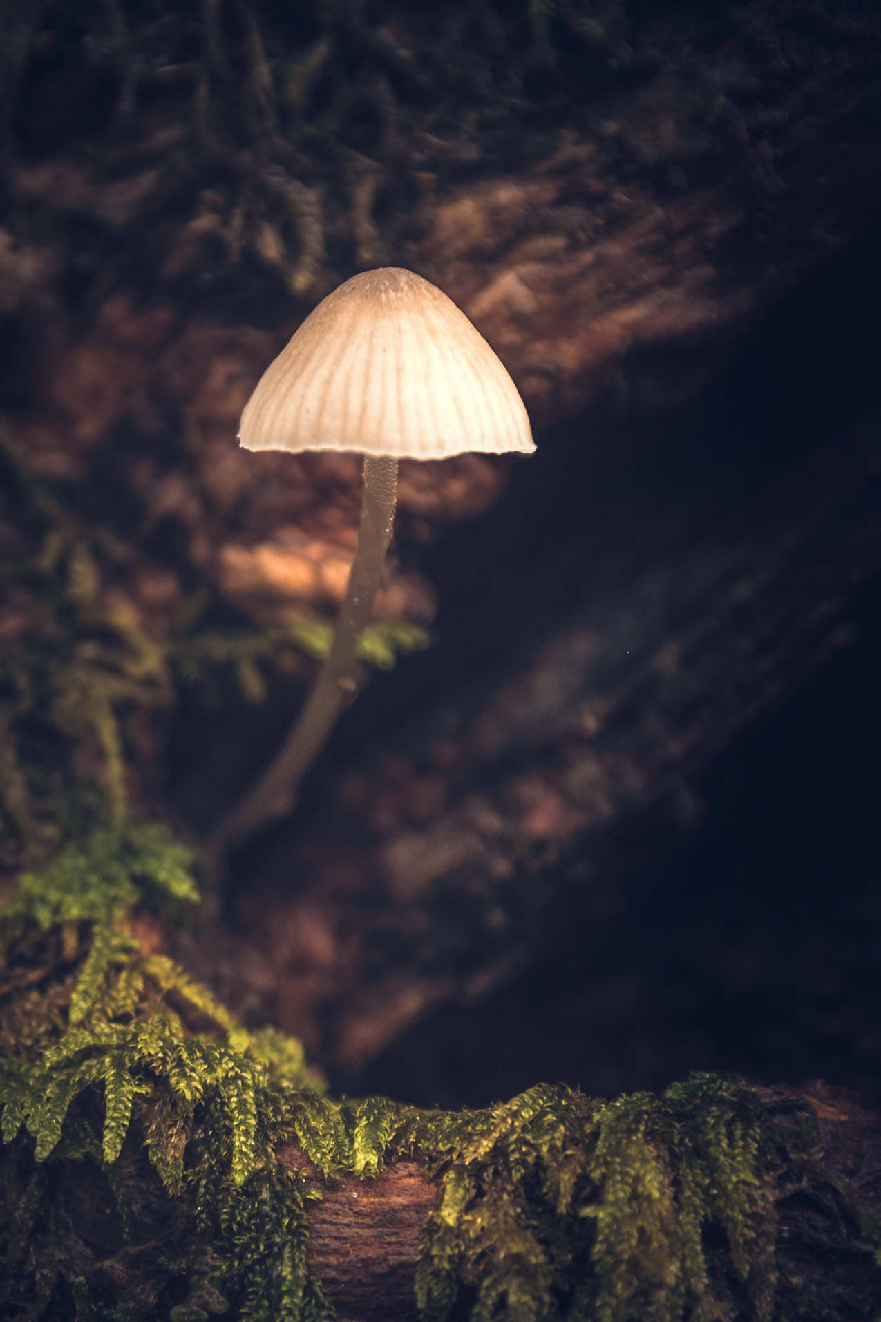 Parque Rural de Anaga (Tenerife)