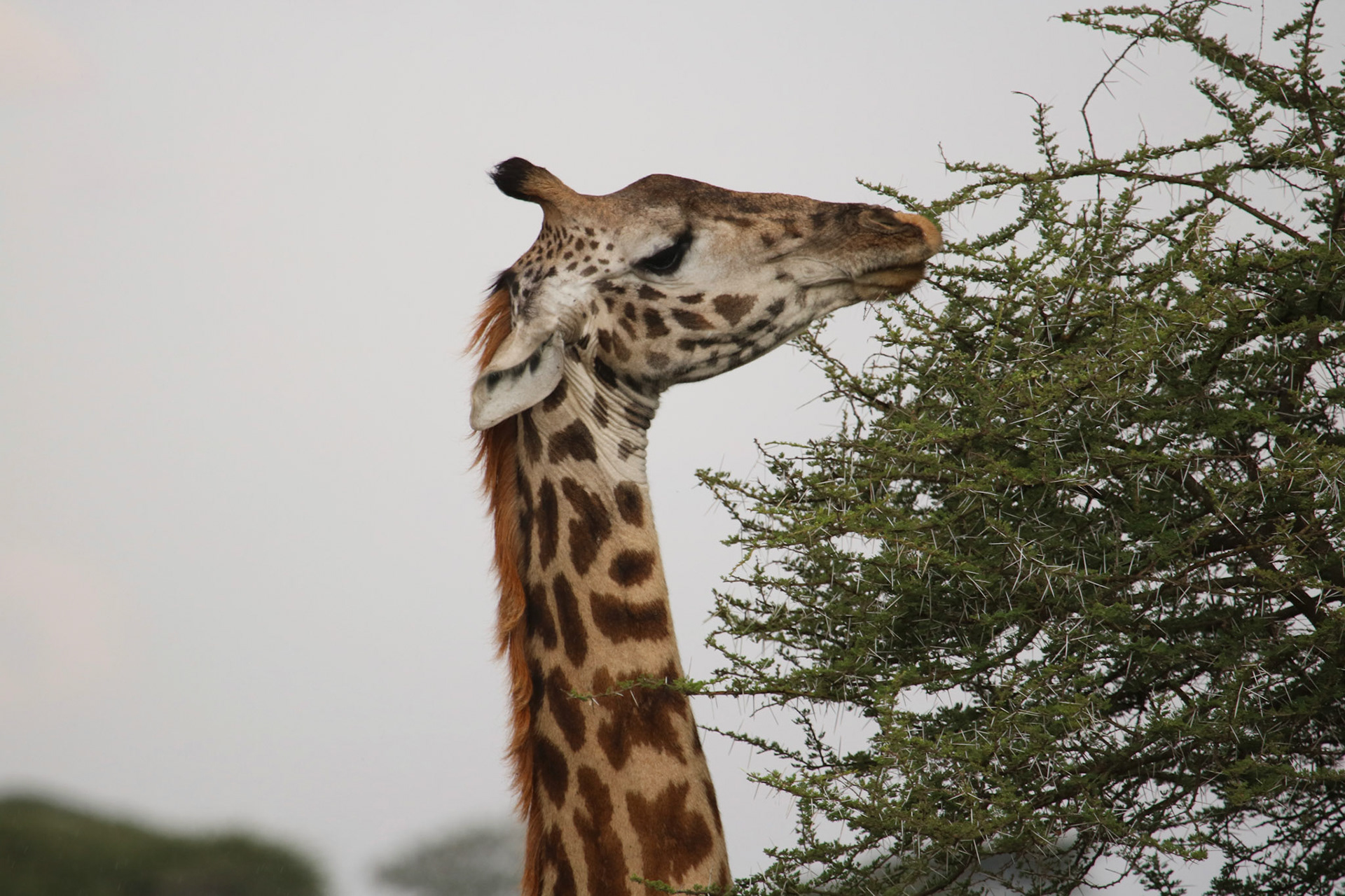 Processed With Darkroom