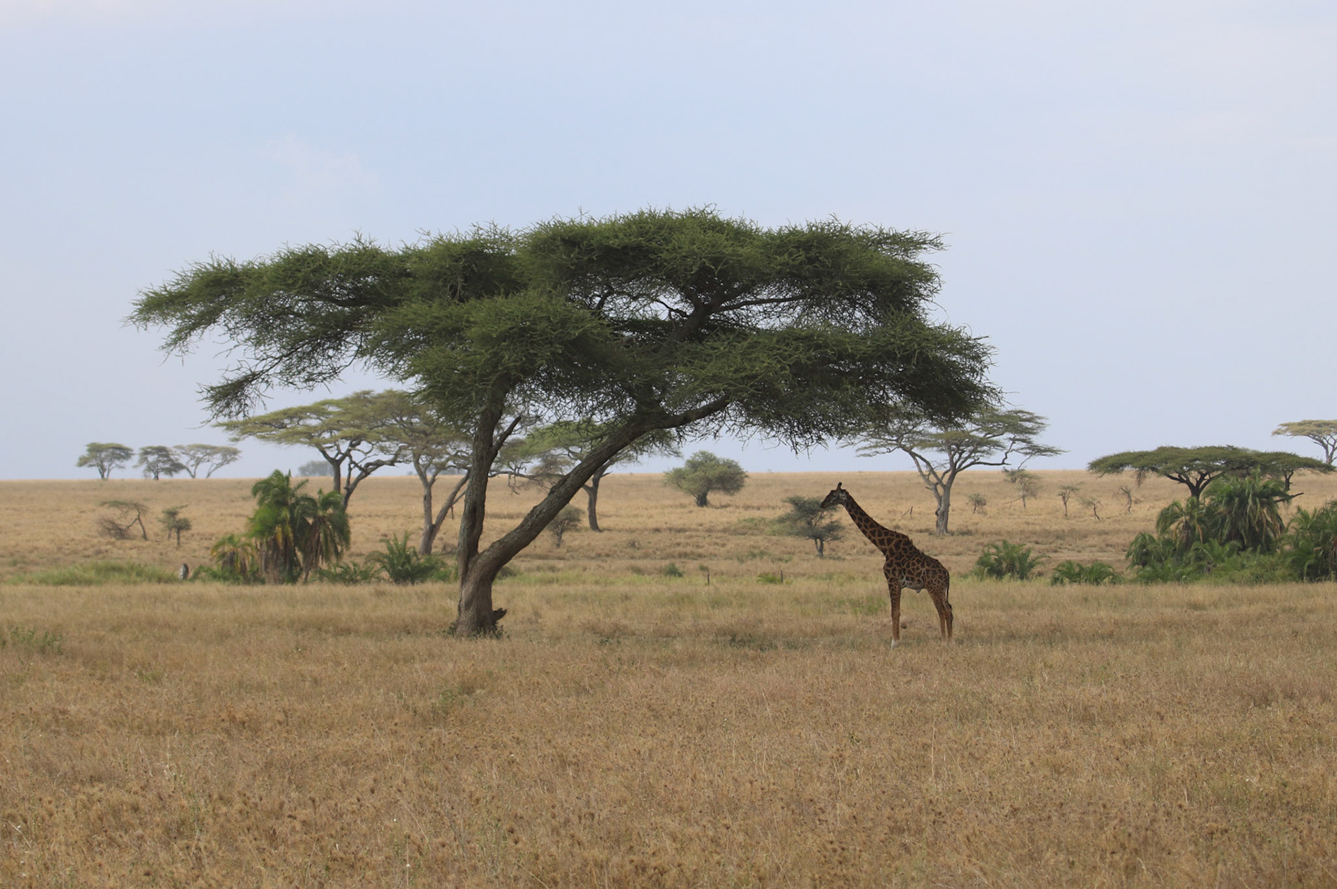 Processed With Darkroom