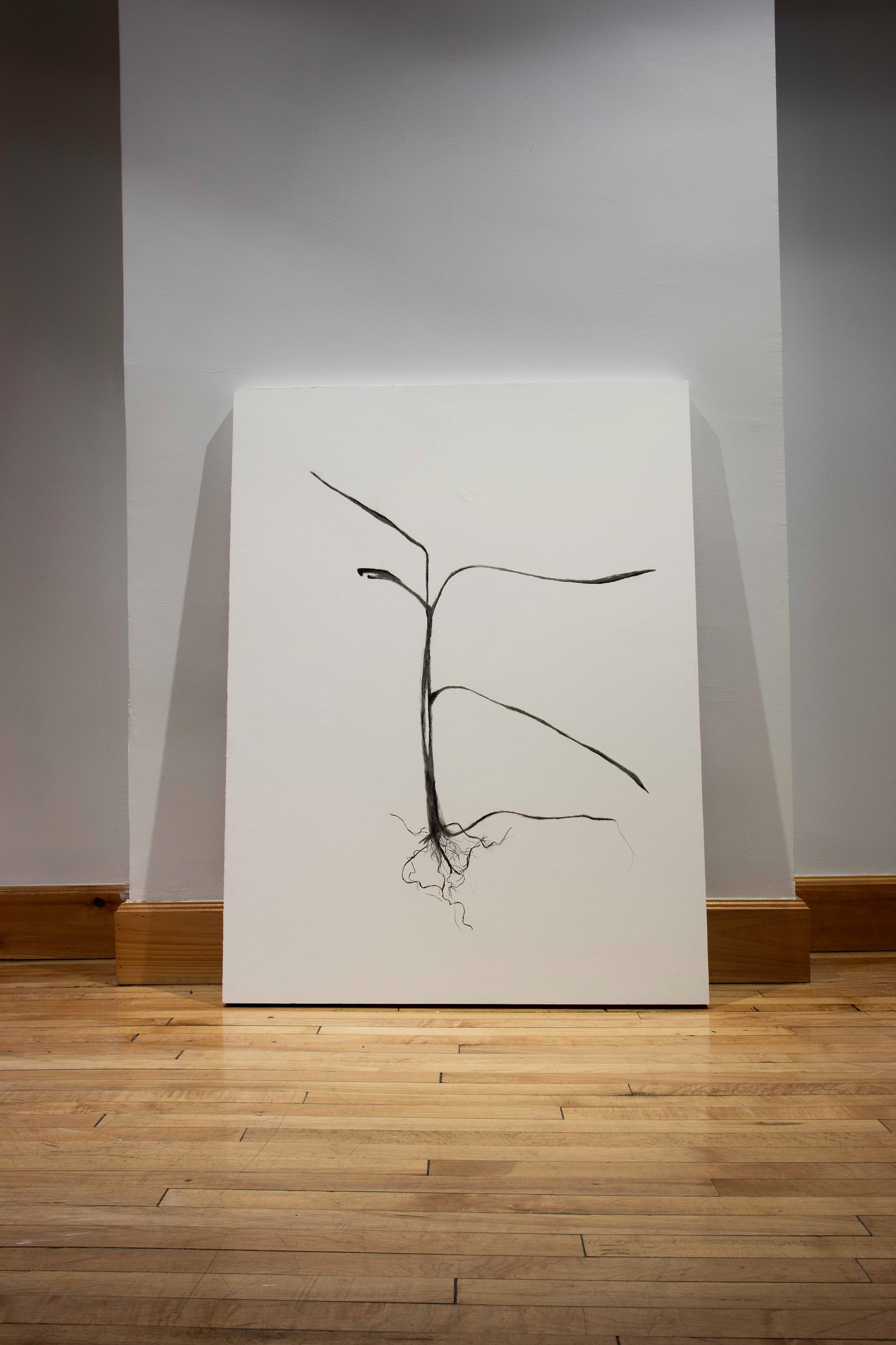 Déracinement, 2024. Fusain sur papier marouflé sur bois. 40 x 30 po