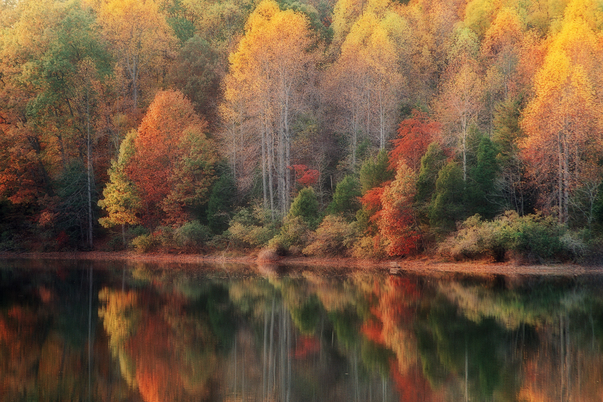 Beaver Creek Autumn, Crozet, Virginia (film photo / Orton effect)