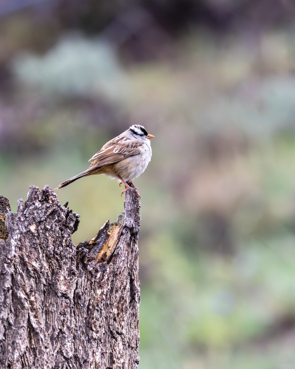 White Crowned Sparrow, Yellowstone National Park, Wyoming