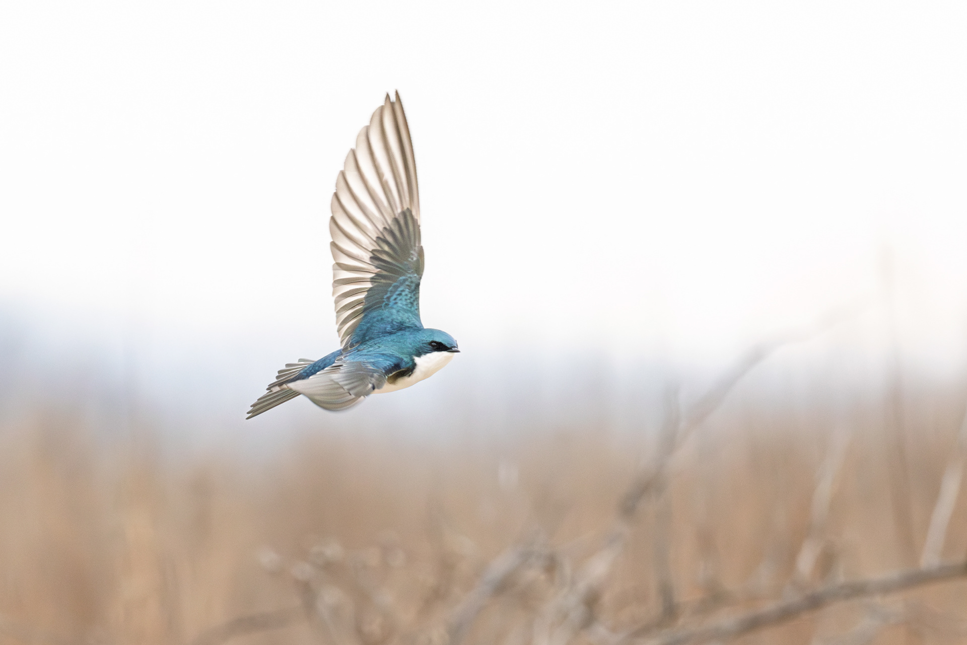 Tree Swallow, Middle Creek Wildlife Management Area, Pennsylvania