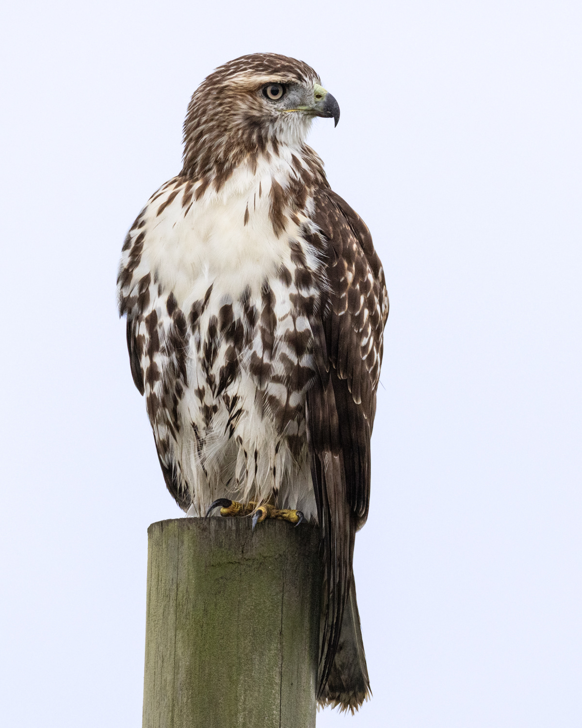 Immature Red-tailed Hawk, Middle Creek Wildlife Management Area, Pennsylvania