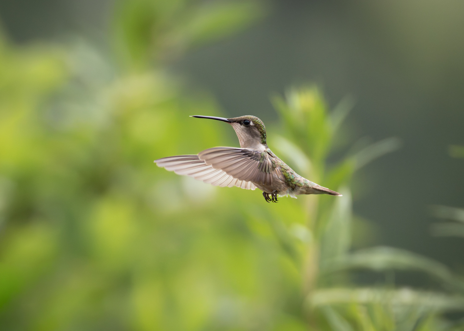 Ruby-throated Hummingbird, Middle Creek Wildlife Management Area, Pennsylvania