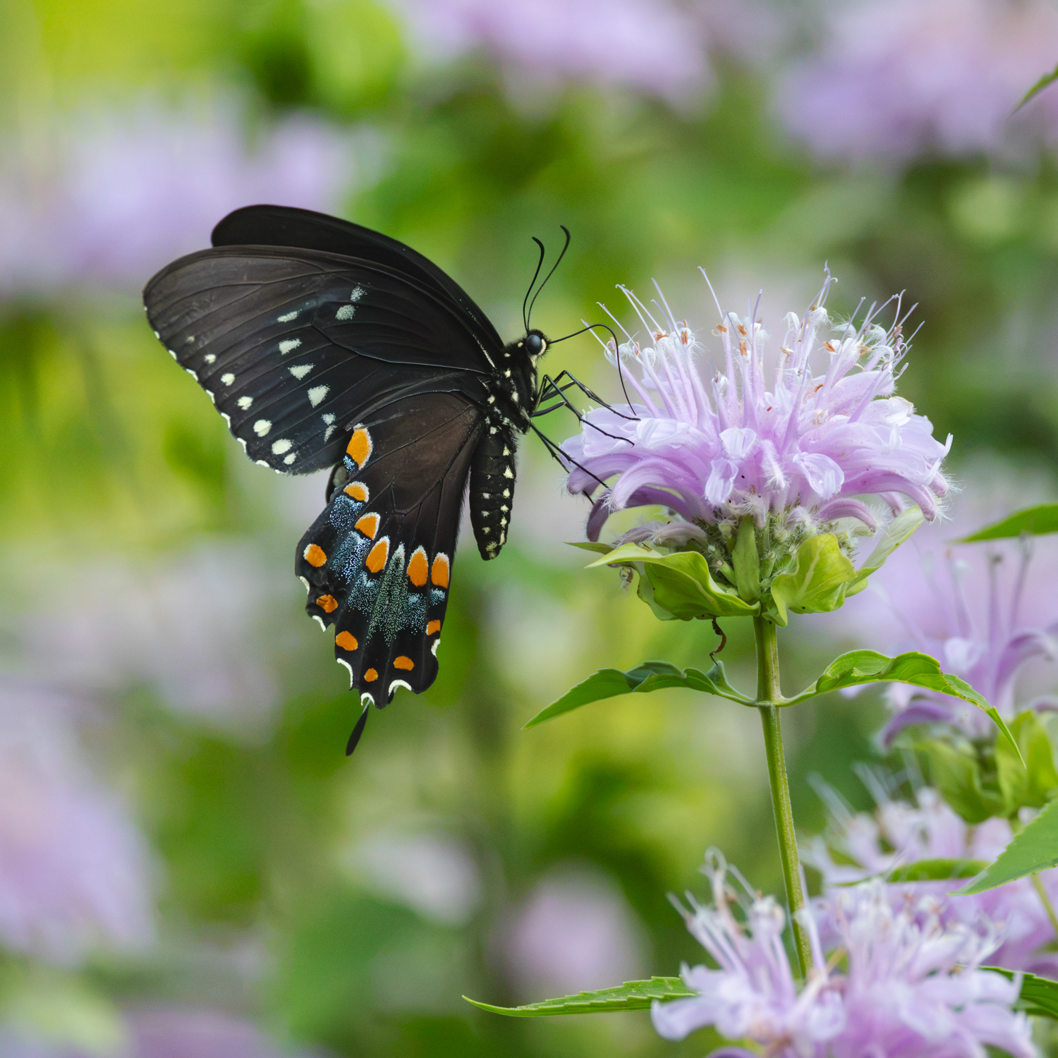 Spicebush Swallowtail, Middle Creek Wildlife Management Area, Pennsylvania
