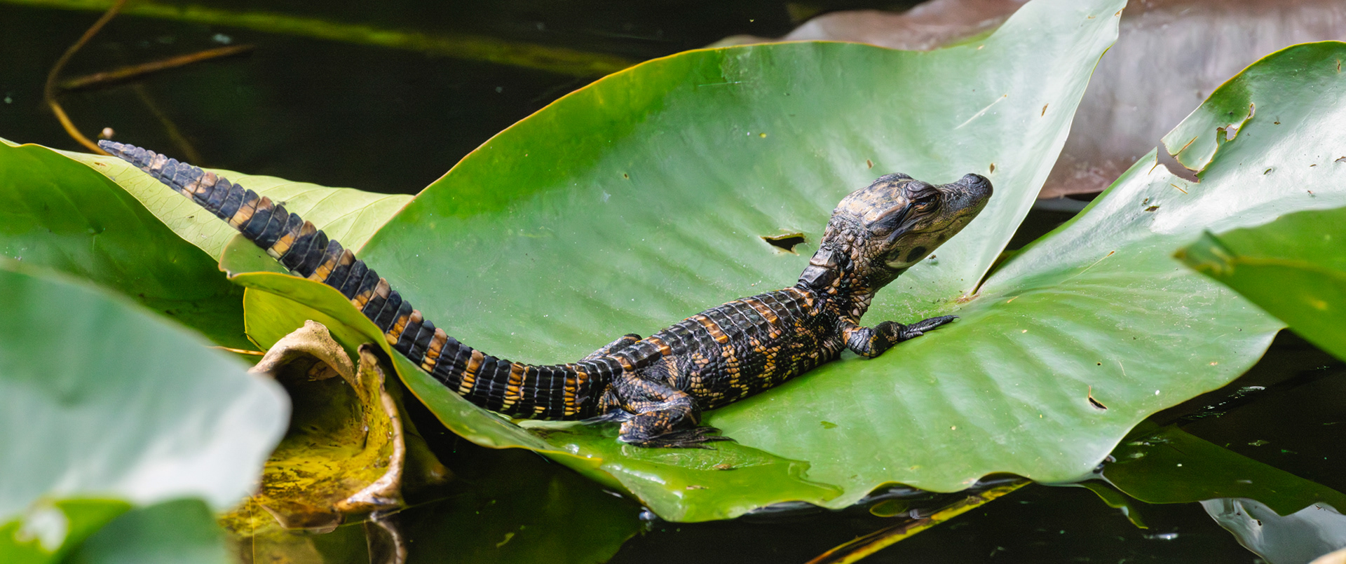 Hatchling Alligator, Everglades National Park, Florida