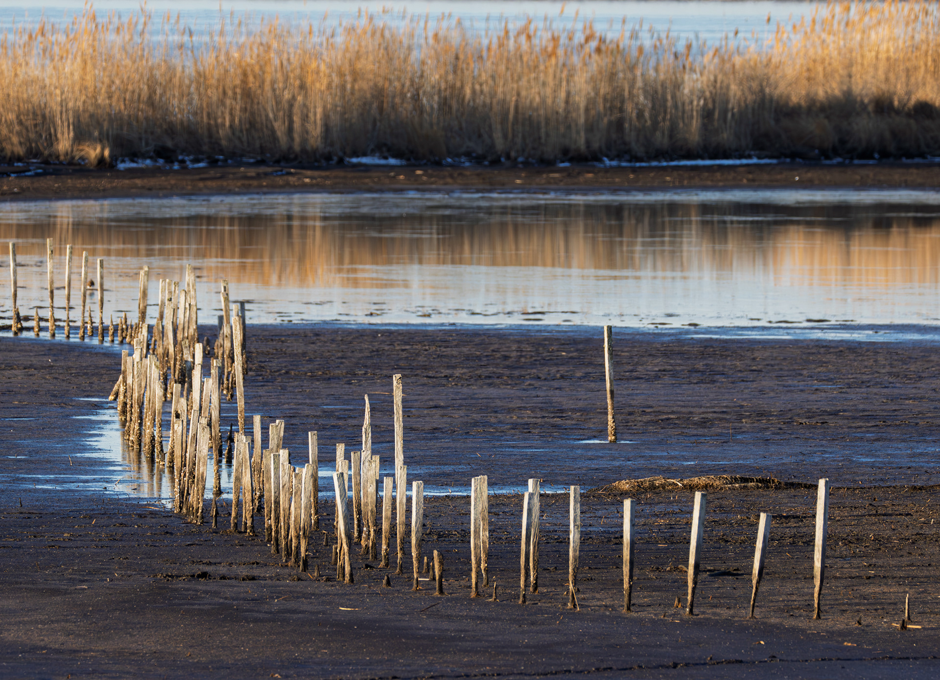 Blackwater National Wildlife Refuge, Maryland