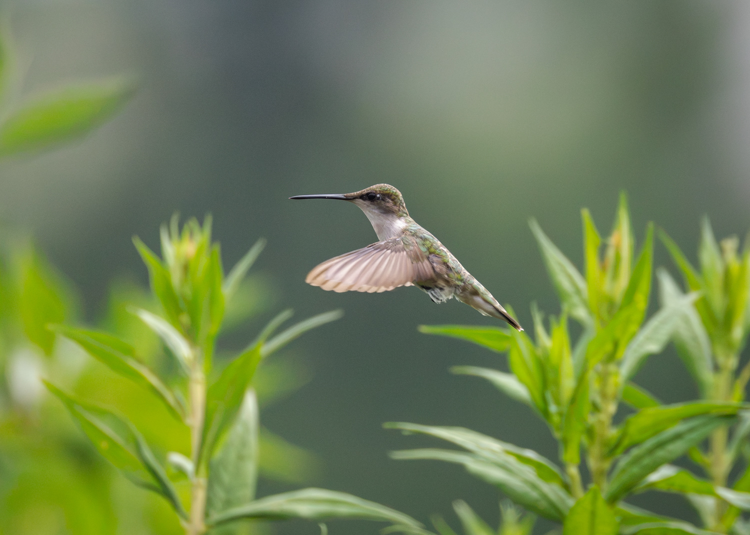 Ruby-throated Hummingbird, Middle Creek Wildlife Management Area, Pennsylvania