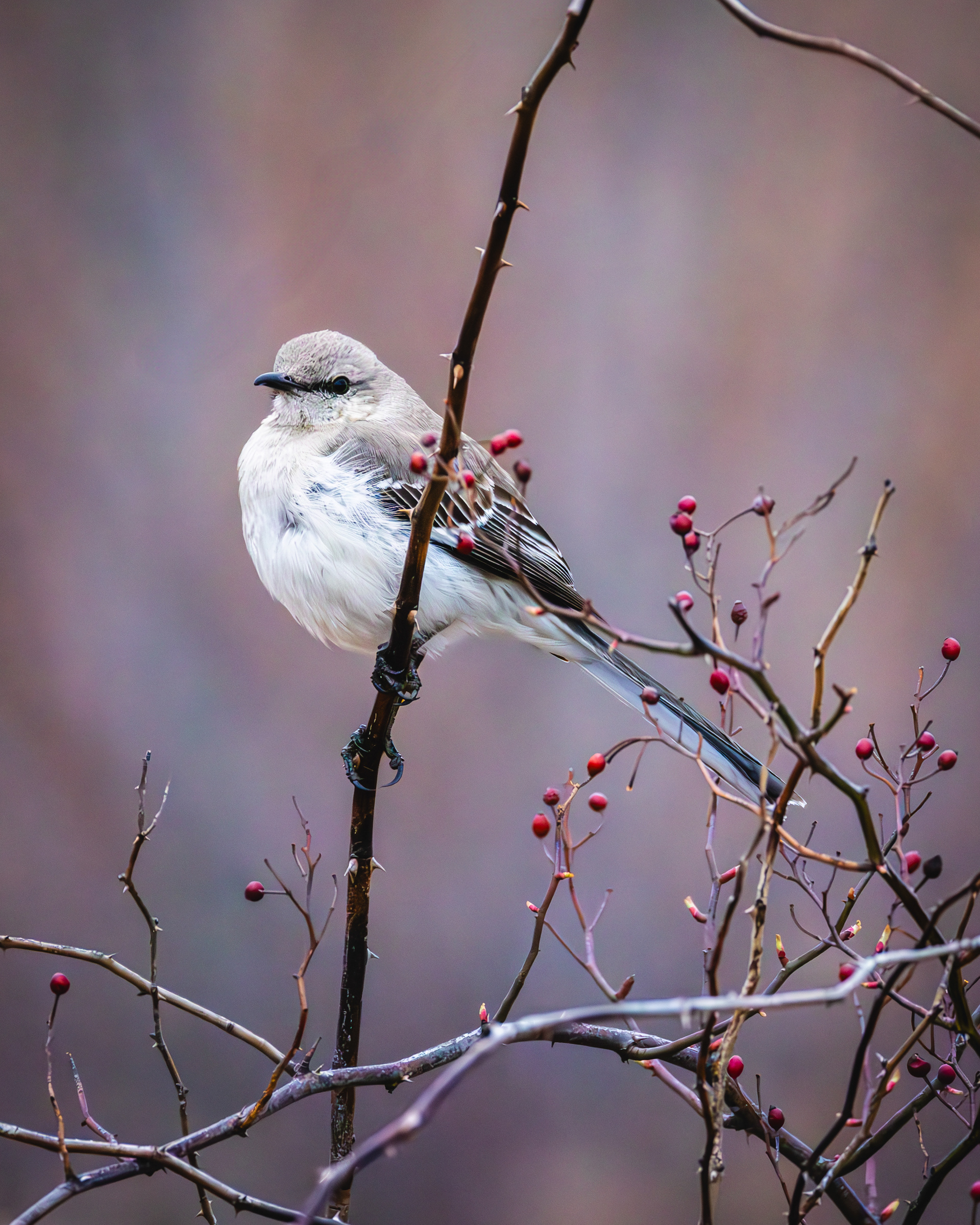 Mockingbird, Middle Creek Wildlife Management Area, Pennsylvania