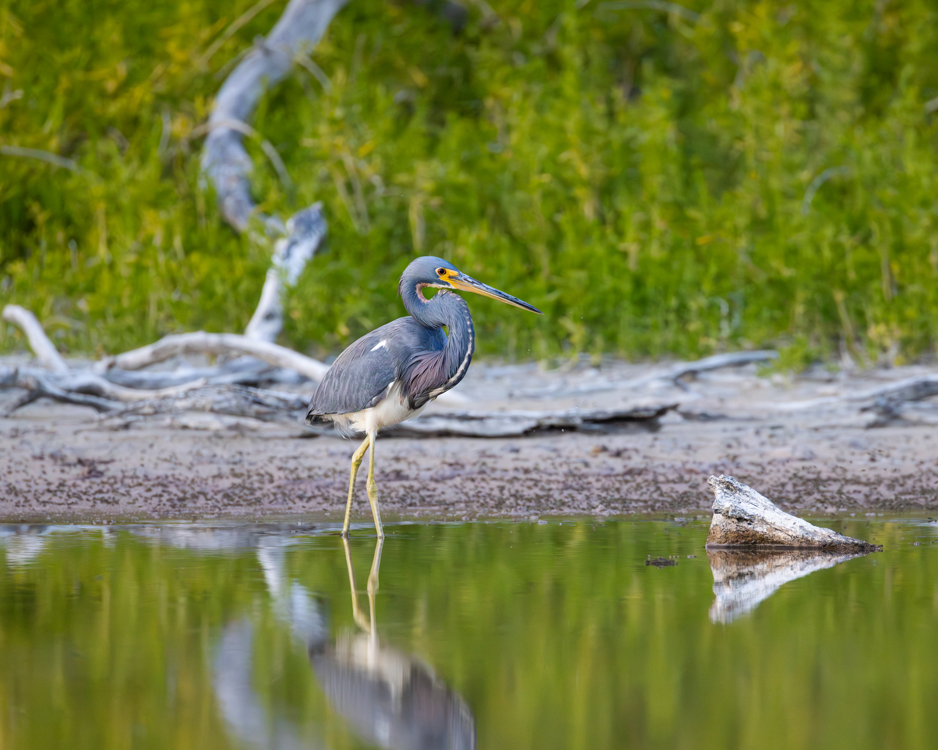 Tricolored Heron, Everglades National Park, Florida