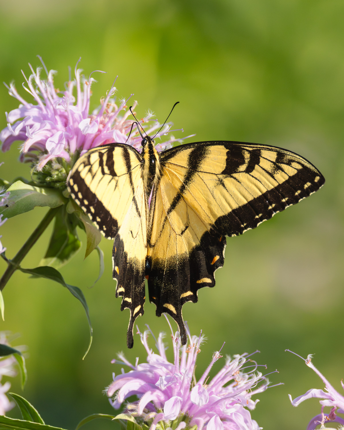 Eastern Tiger Swallowtail, Middle Creek Wildlife Management Area, Pennsylvania