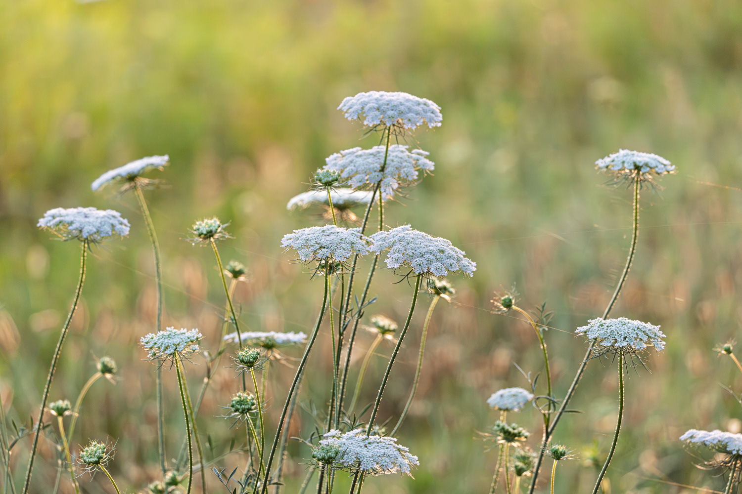 Queen Anne's Lace, Middle Creek Wildlife Management Area, Pennsylvania