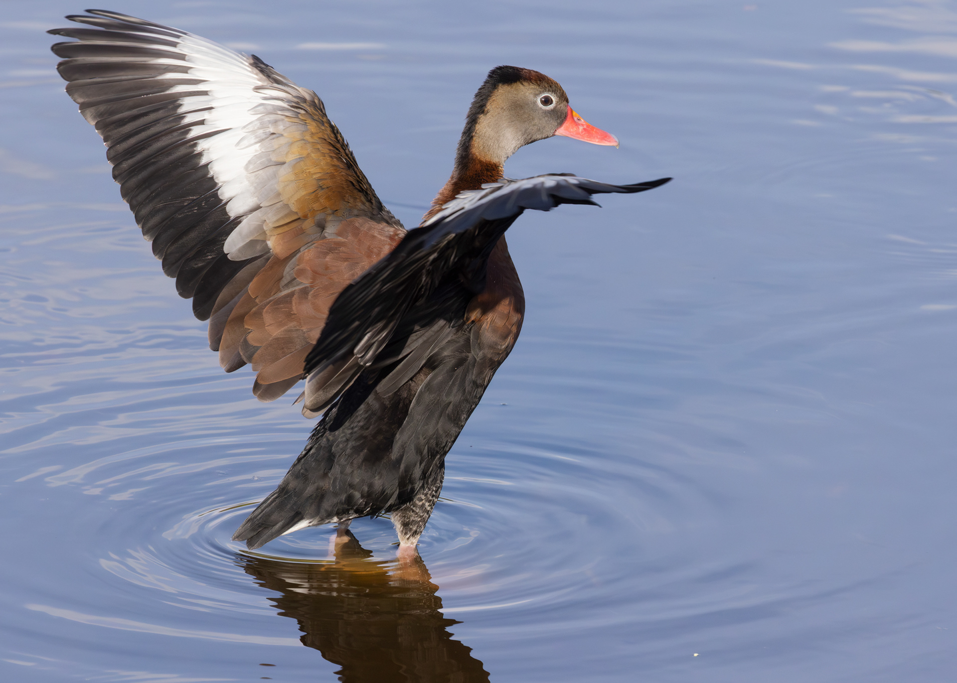 Black-bellied Whistling Duck, Wakodahatchee Wetlands, Florida