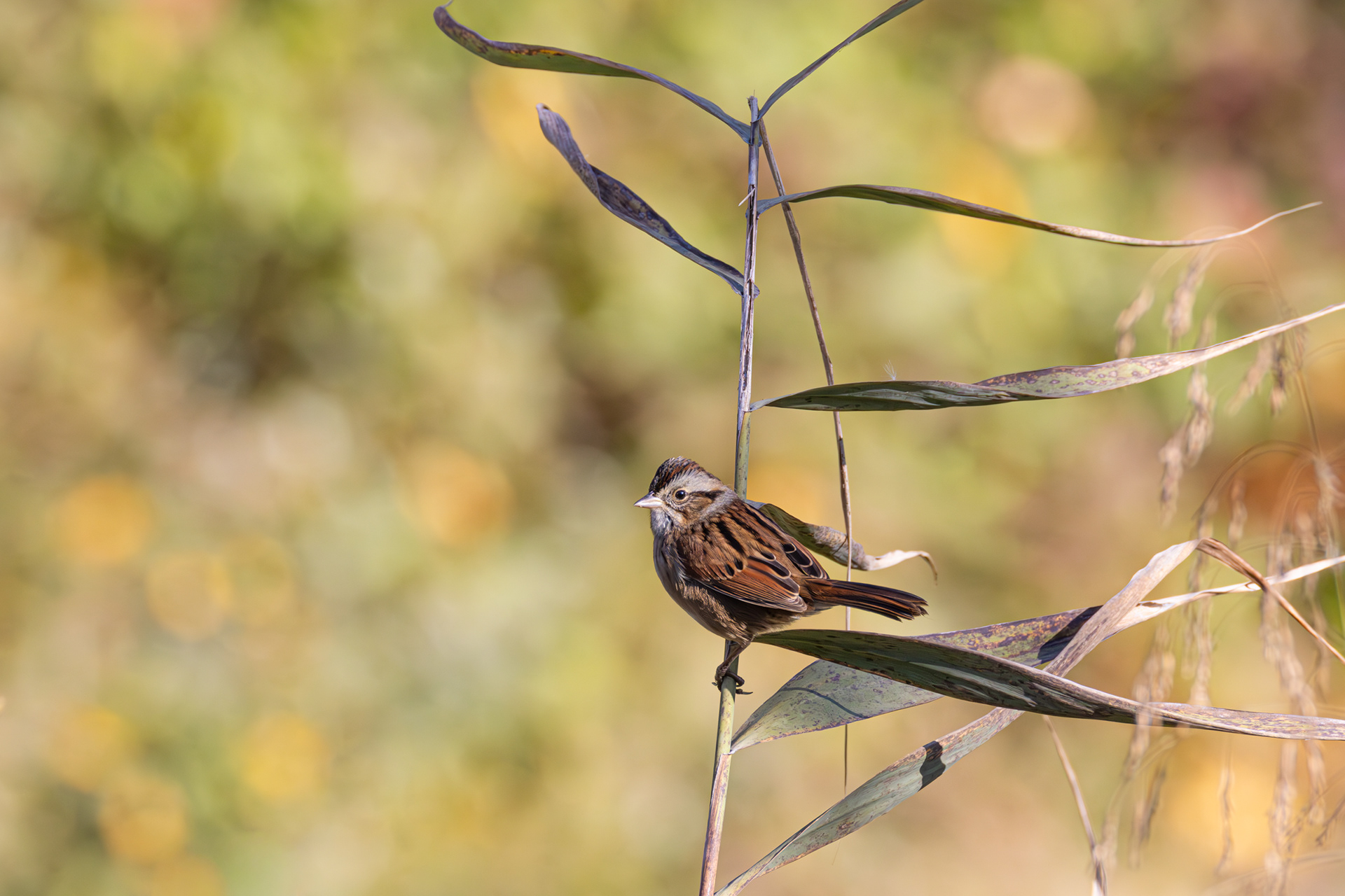 Swamp Sparrow, Bombay Hook National Wildlife Refuge, Delaware