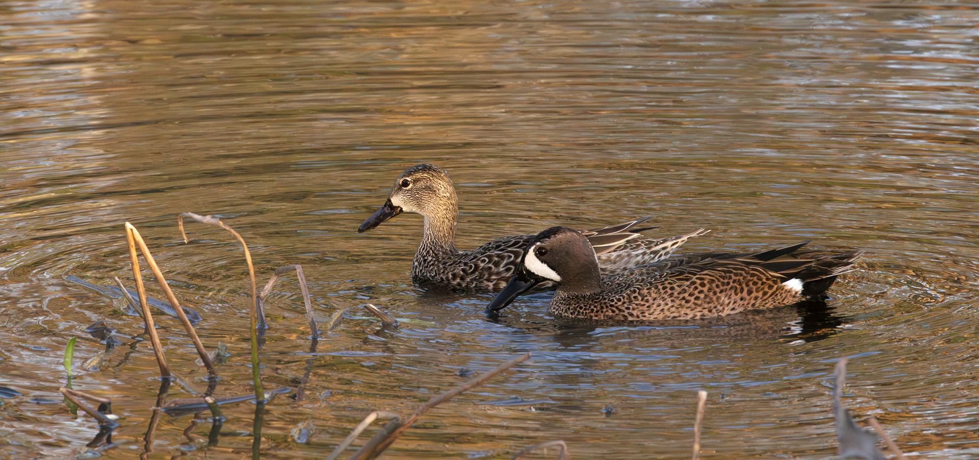 Blue-winged Teals, Wakodahatchee Wetlands, Florida