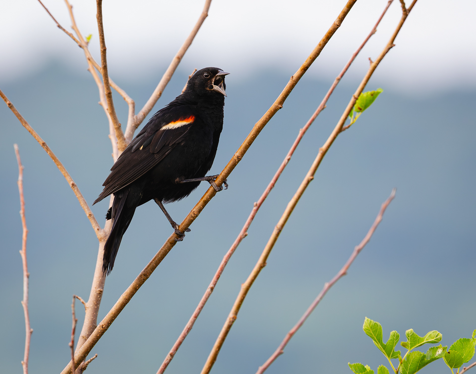 Red-winged Blackbird, Middle Creek Wildlife Management Area, Pennsylvania
