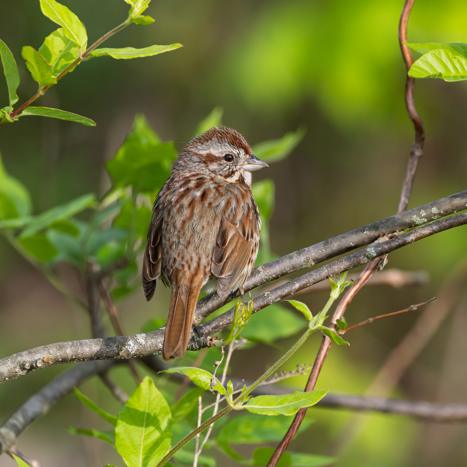 Song Sparrow, Middle Creek Wildlife Management Area, Pennsylvania