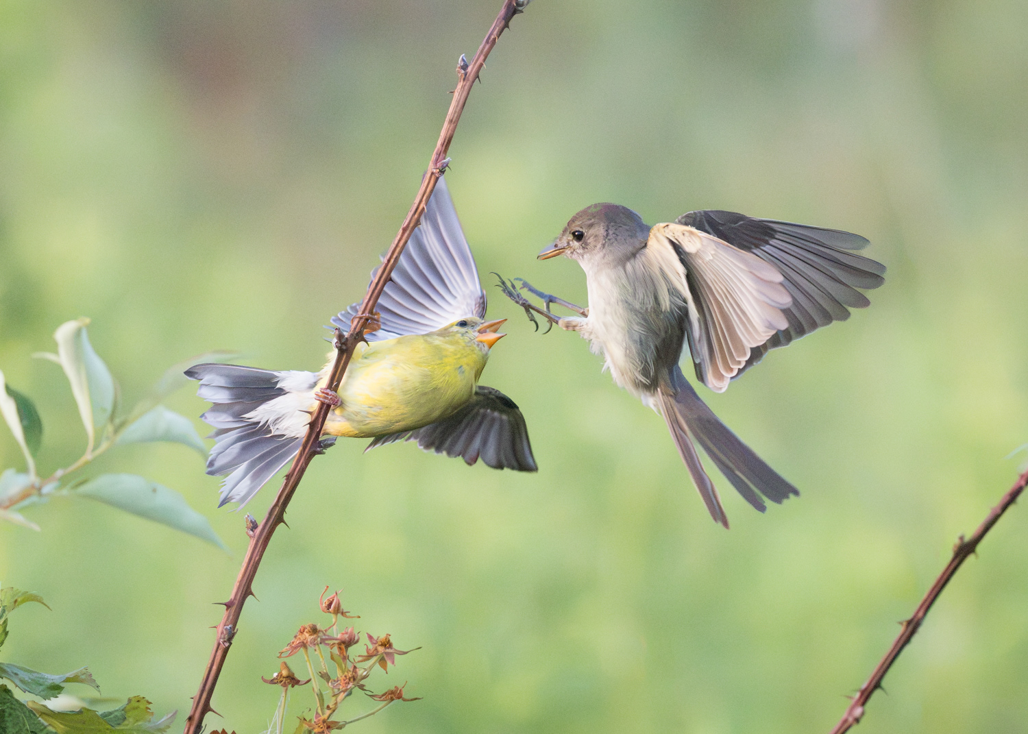 American Goldfinch & Flycatcher, Middle Creek Wildlife Management Area, Pennsylvania