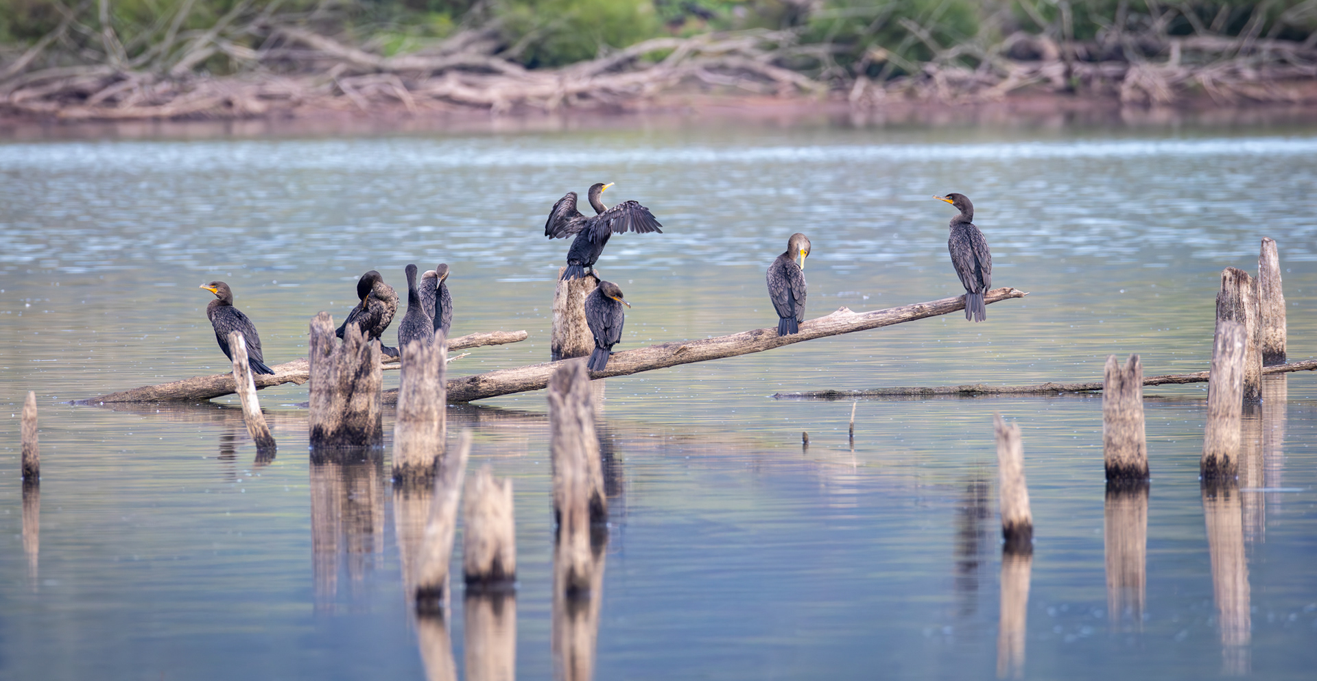 Cormorants, Middle Creek Wildlife Management Area, Pennsylvania