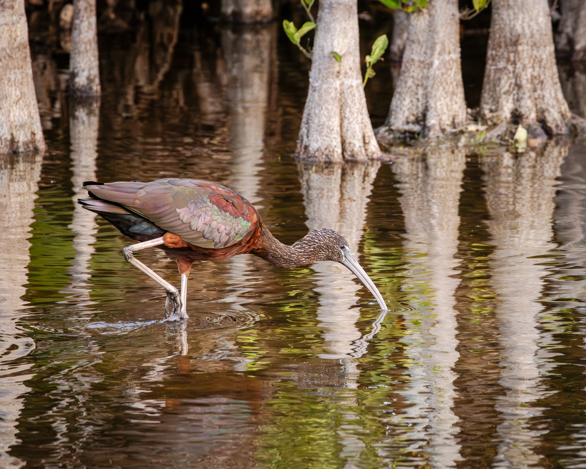 Glossy Ibis, Wakodahatchee Wetlands, Florida