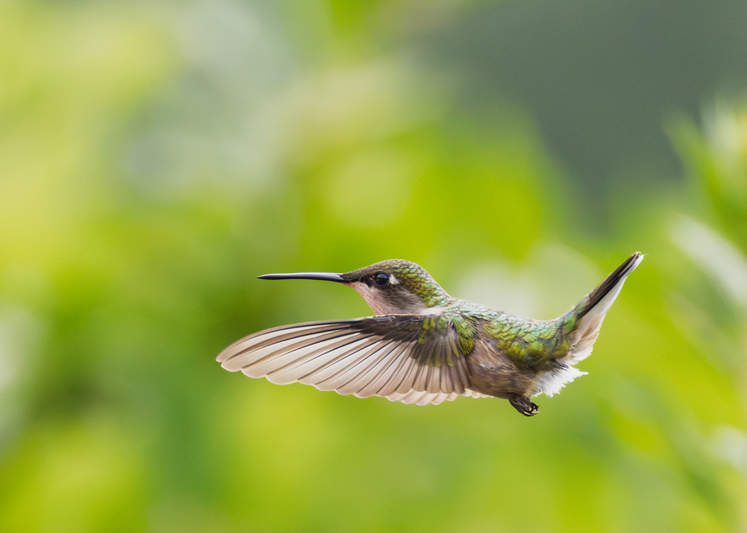 Ruby-throated Hummingbird, Middle Creek Wildlife Management Area, Pennsylvania