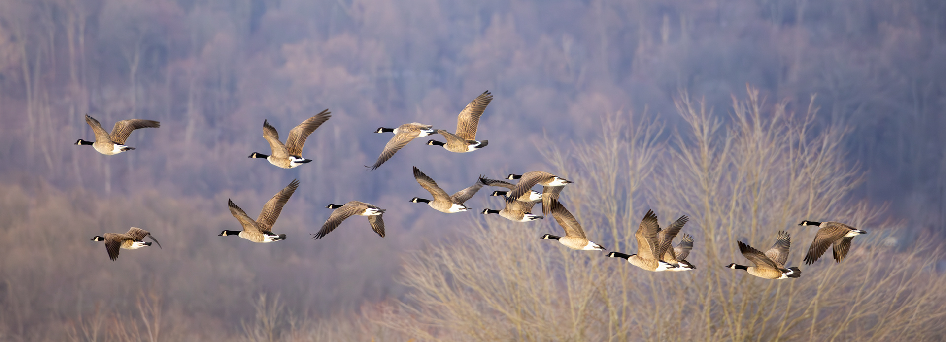 Canada Geese, Middle Creek Wildlife Management Area, Pennsylvania