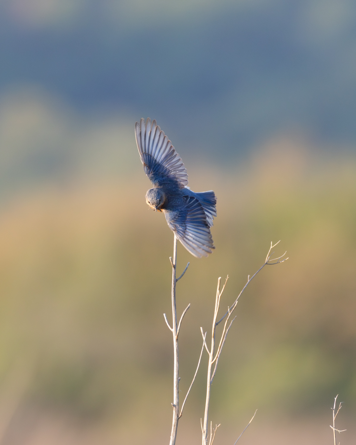  Eastern Bluebird, Middle Creek Wildlife Management Area, Pennsylvania