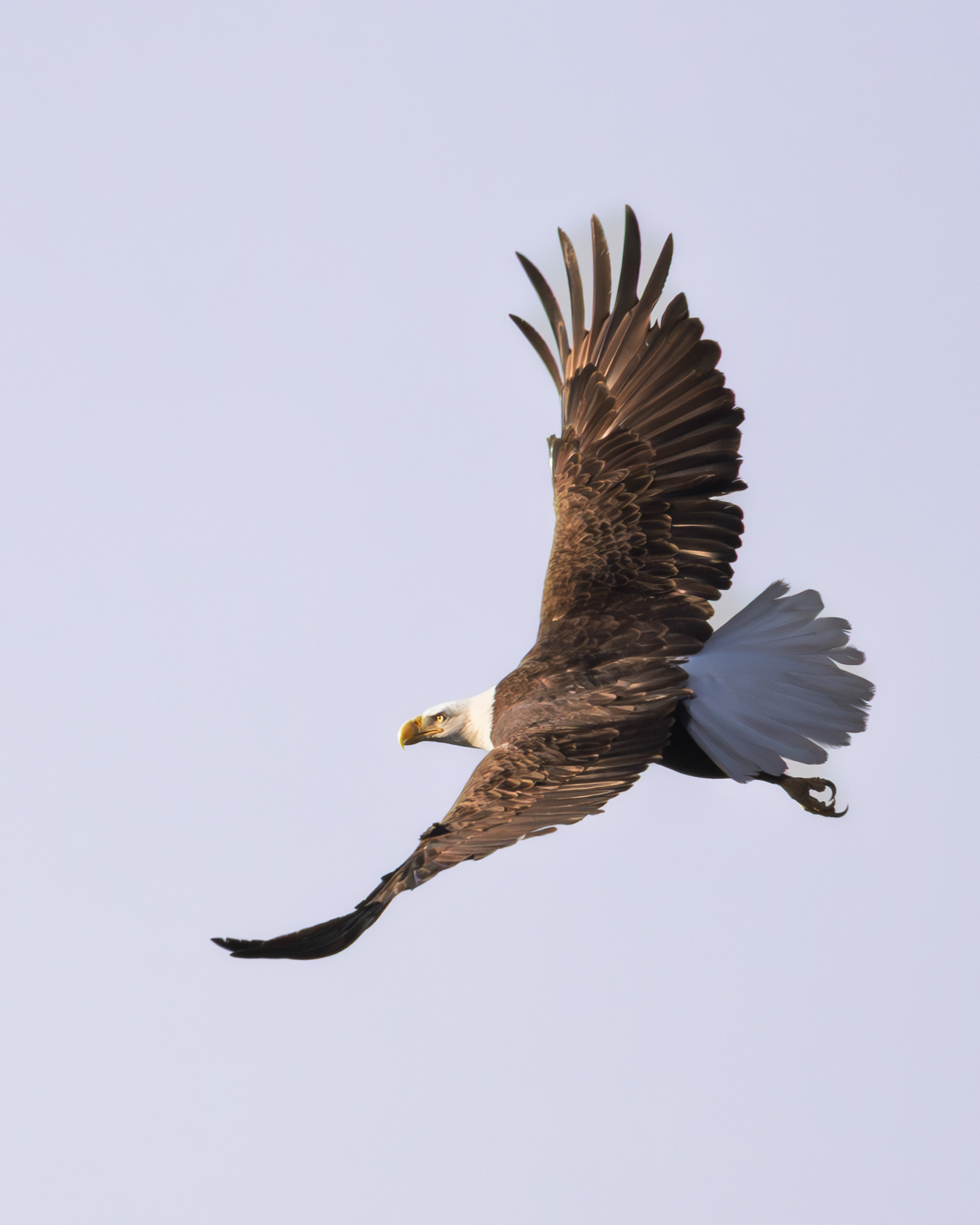 Bald Eagle, Blackwater National Wildlife Refuge, Maryland
