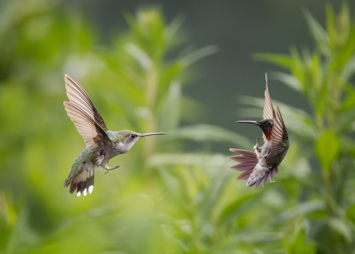 Ruby-throated Hummingbirds (female left, male right), Middle Creek Wildlife Management Area, Pennsylvania