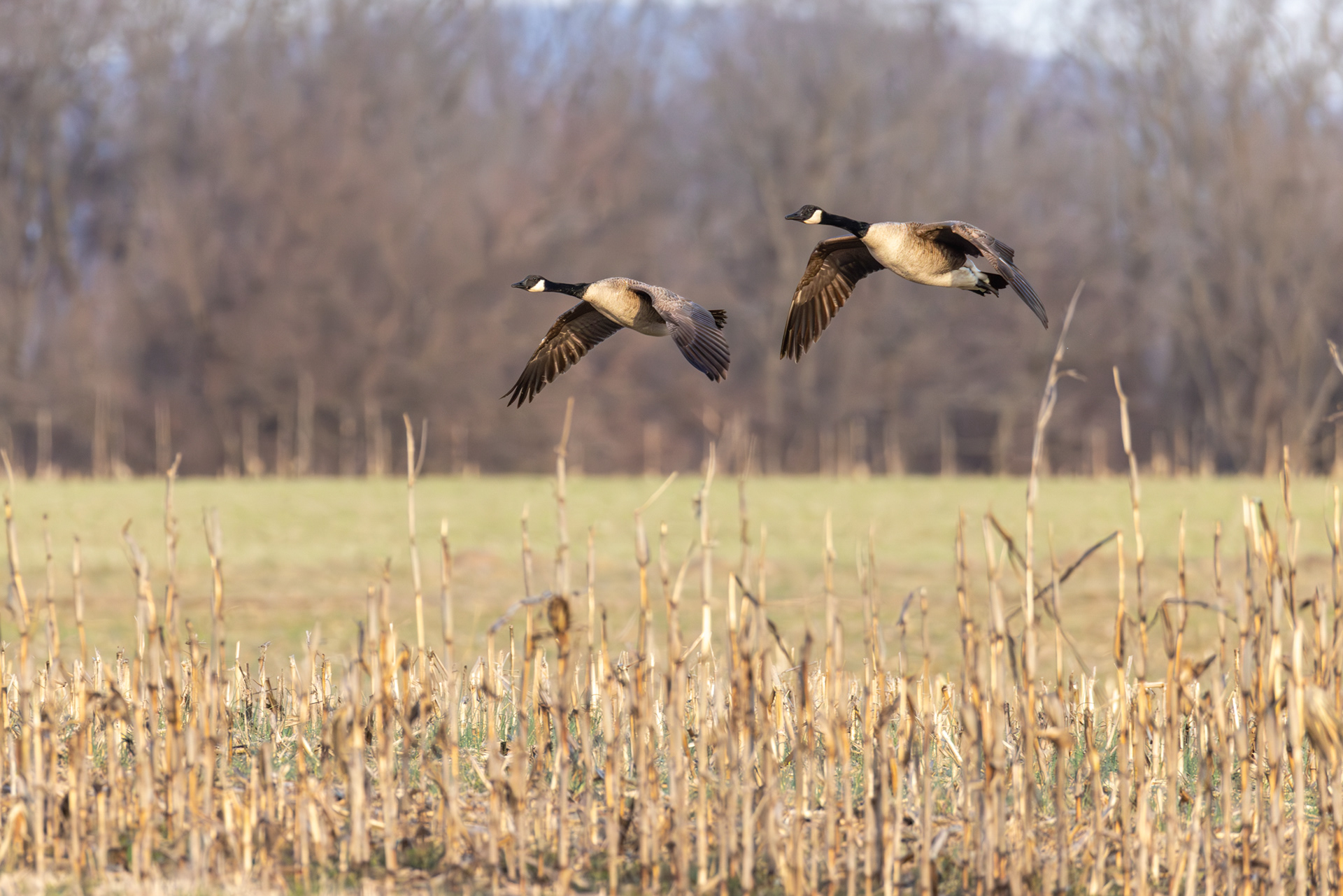Canada Geese, Middle Creek Wildlife Management Area, Pennsylvania