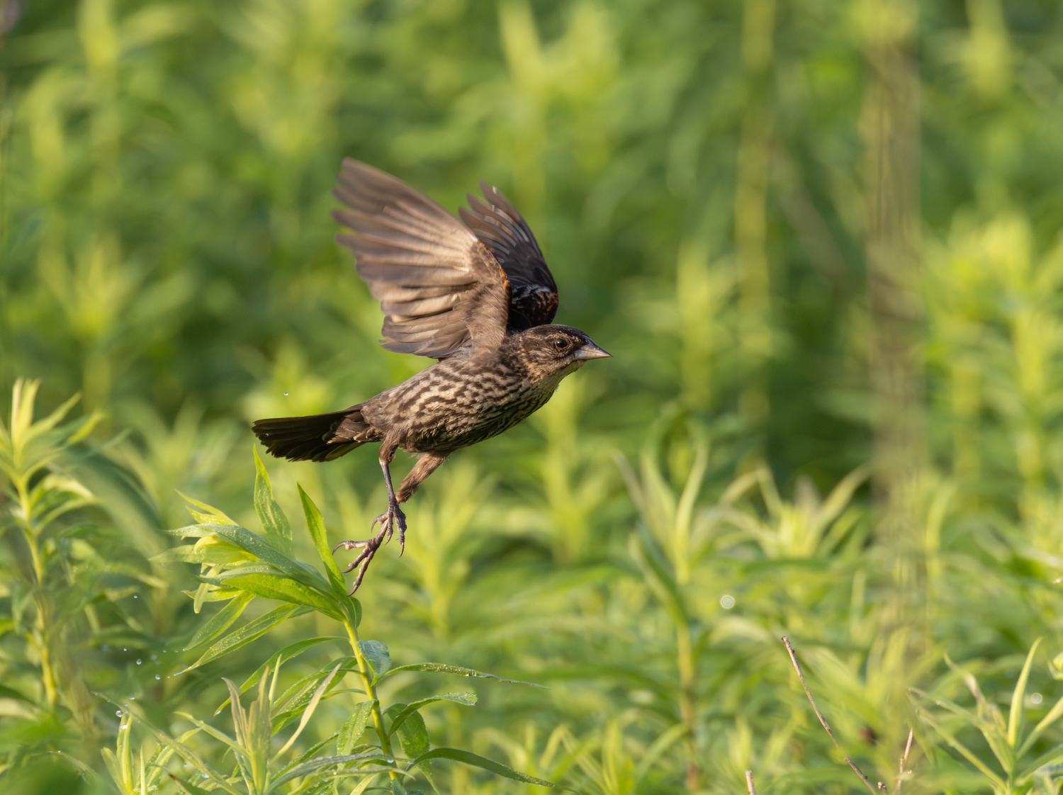 Female Red-winged Blackbird, Middle Creek Wildlife Management Area, Pennsylvania