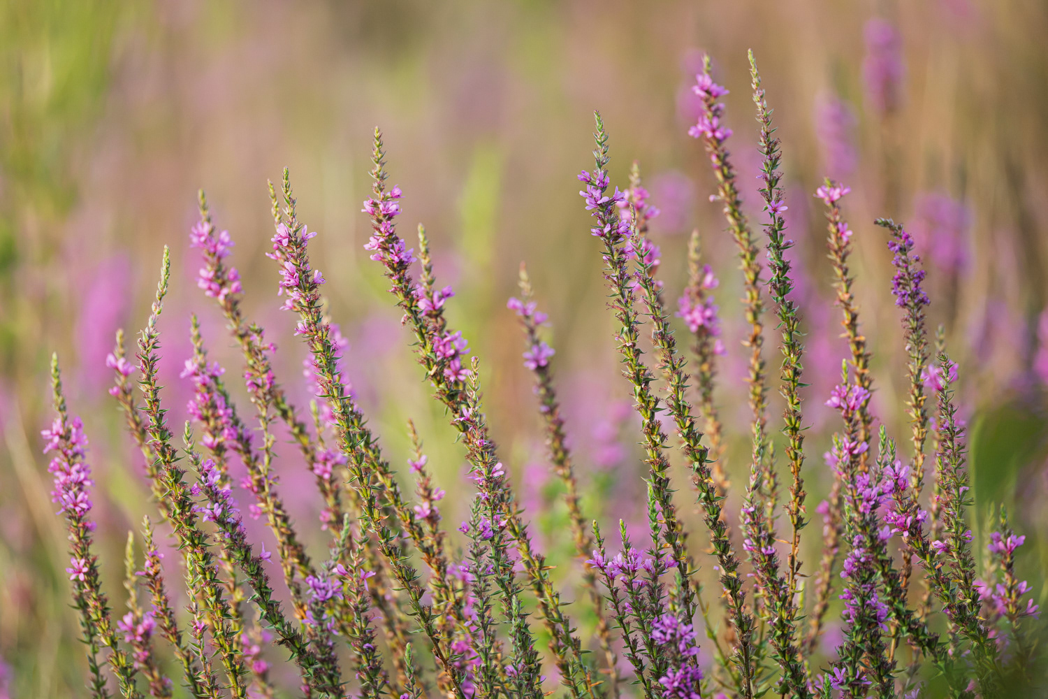 Purple Loosestrife (non-native), Middle Creek Wildlife Management Area, Pennsylvania