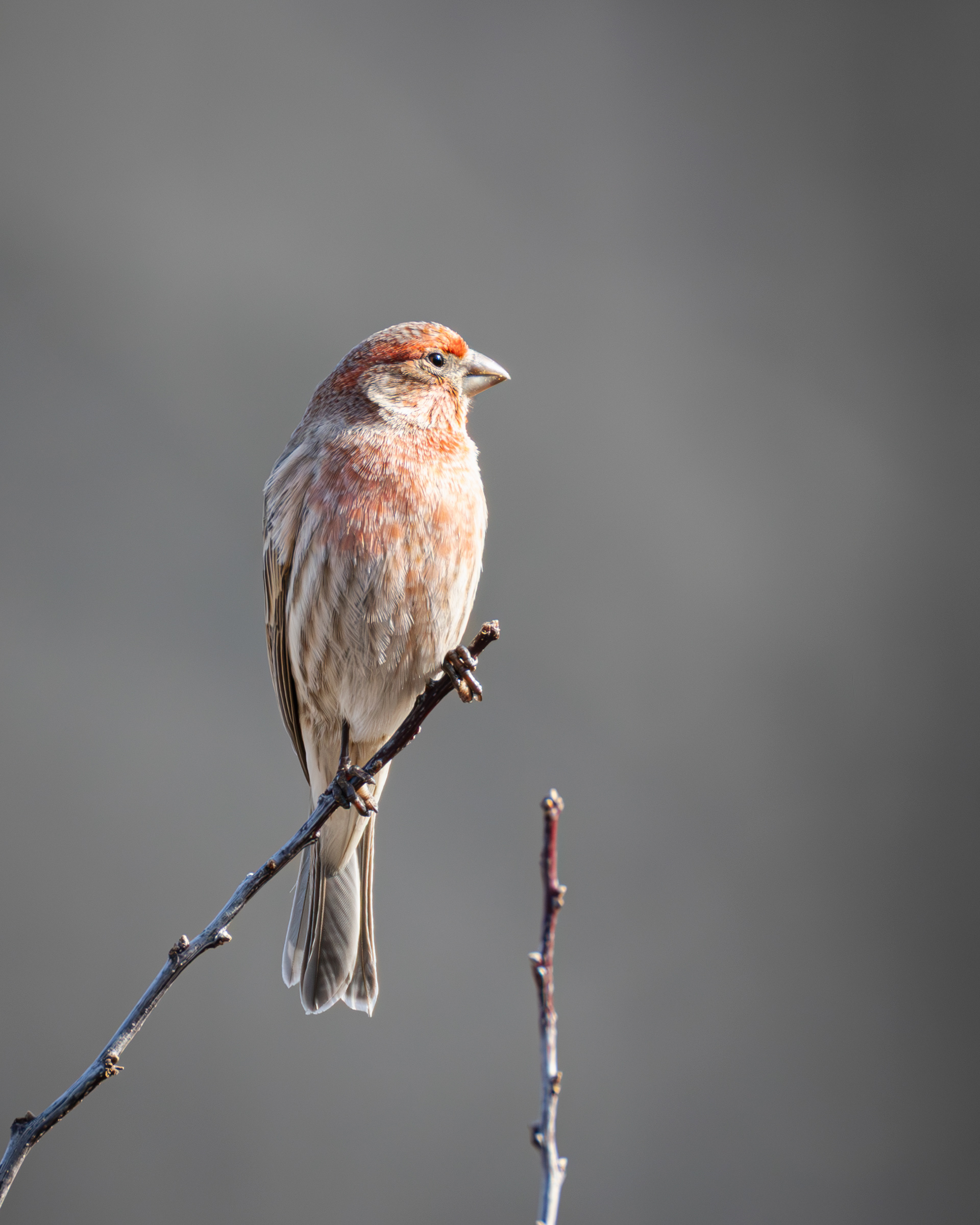 House Finch, Middle Creek Wildlife Management Area, Pennsylvania