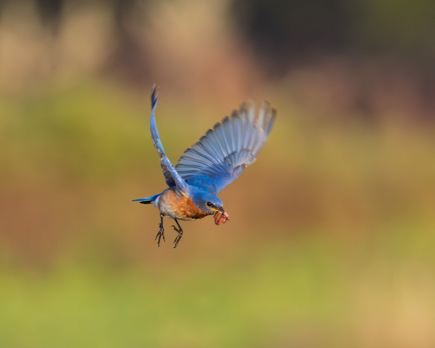 Eastern Bluebird, Middle Creek Wildlife Management Area, Pennsylvania